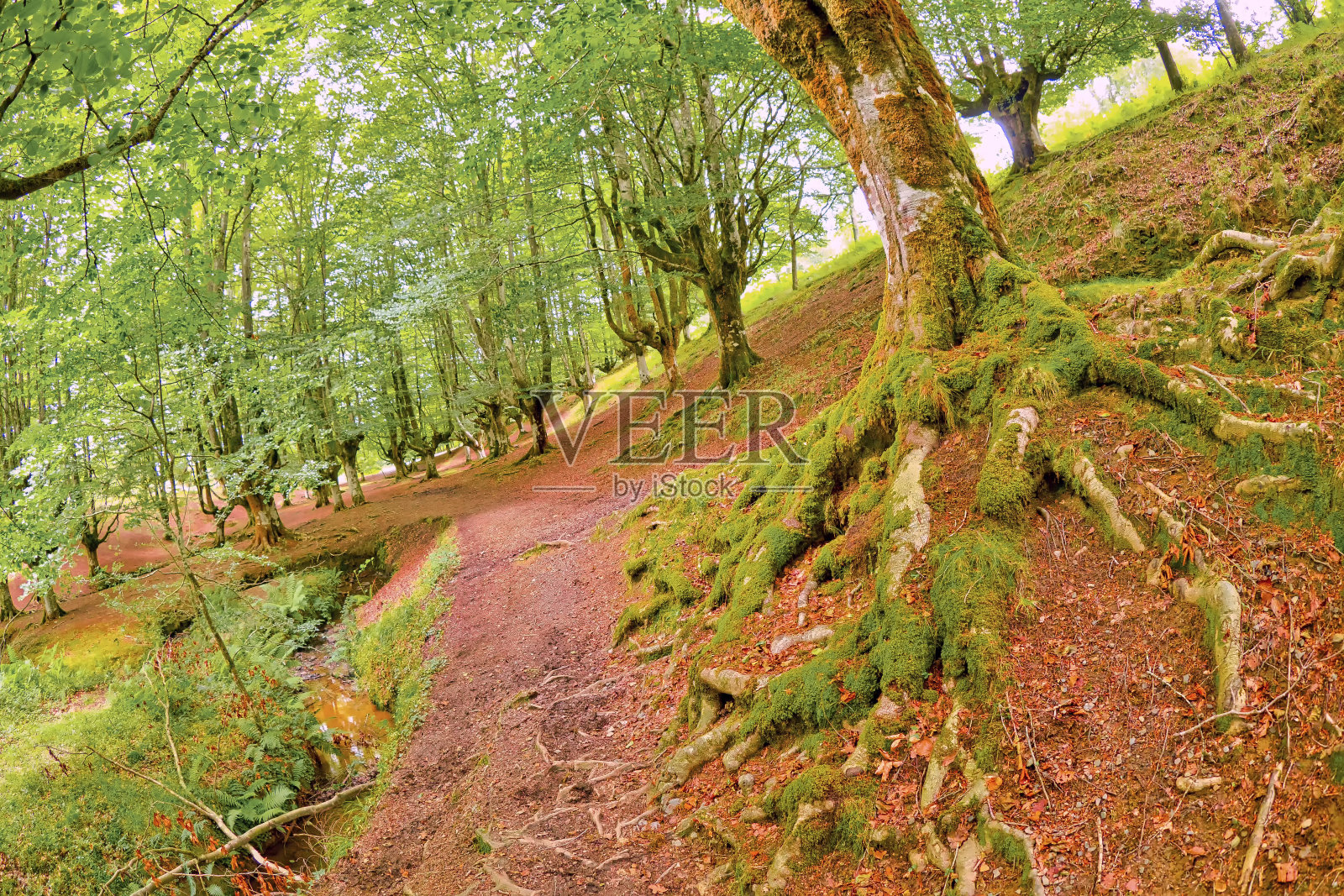 奥扎雷塔山毛榉森林,戈比亚自然公园,西班牙照片摄影图片