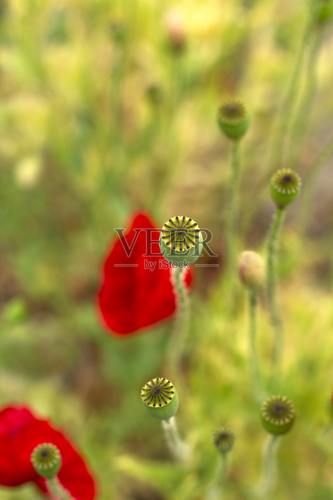 罂粟胶囊-普通罂粟,玉米罂粟,玉米玫瑰,田罂粟,红罂粟照片摄影图片