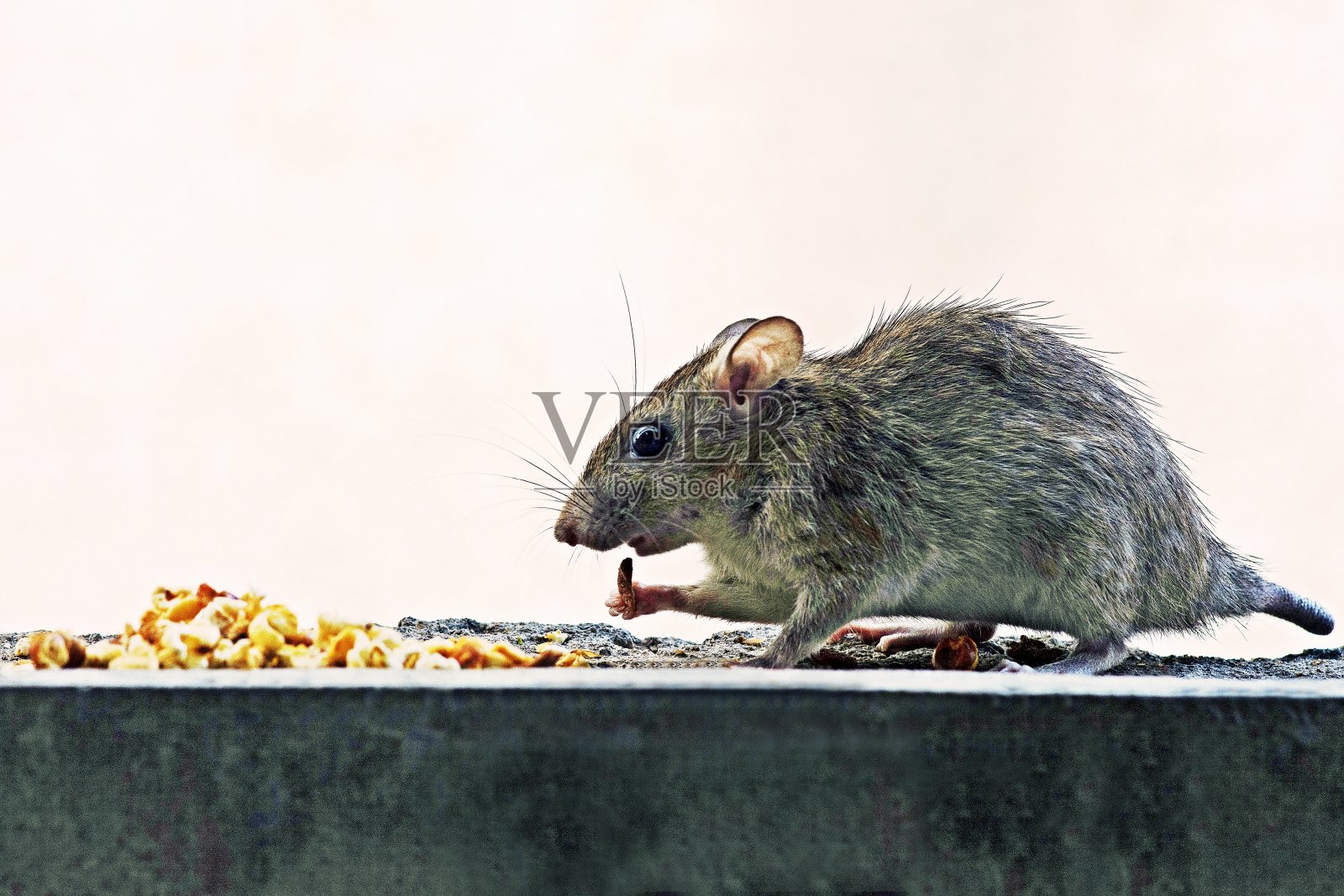 老鼠喜欢吃成堆白色的食物背景。照片摄影图片