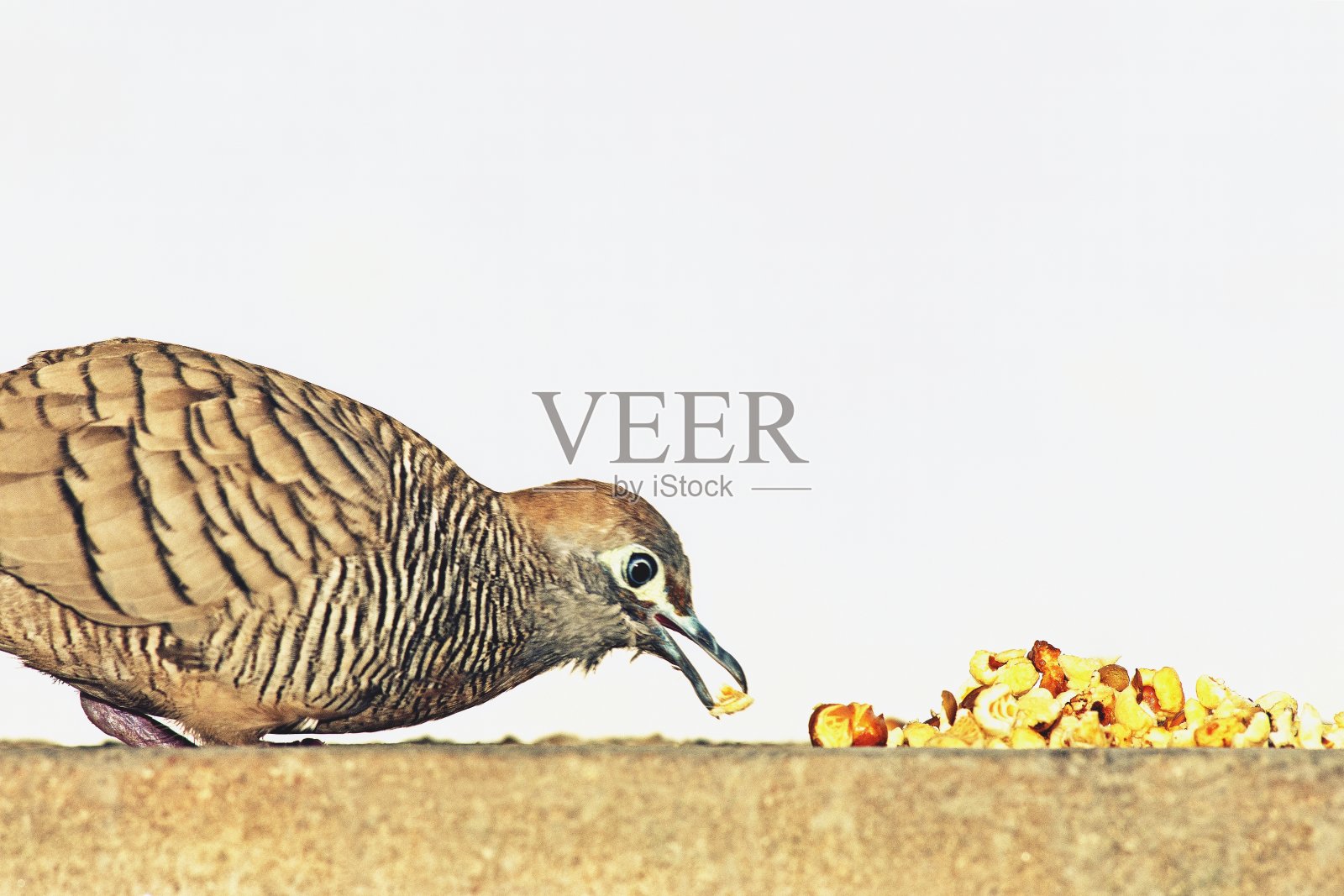 斑马鸟吃食物。照片摄影图片