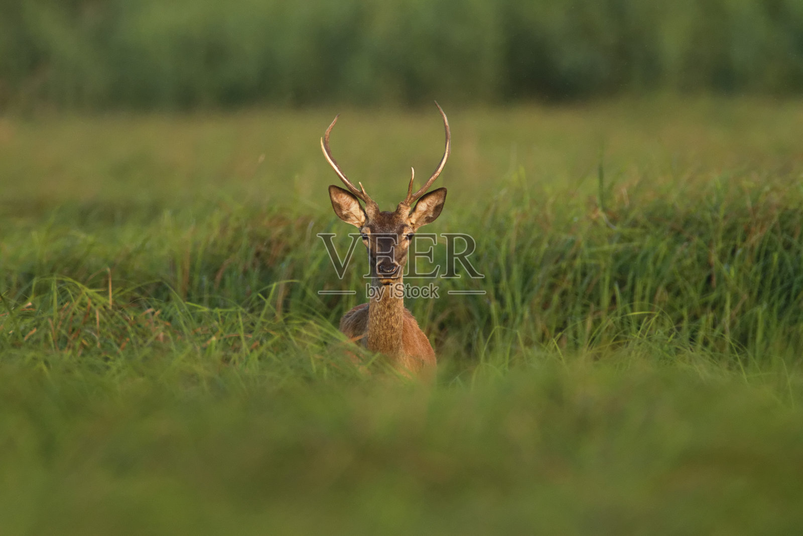 来自克罗地亚Kopački rit的马鹿照片摄影图片