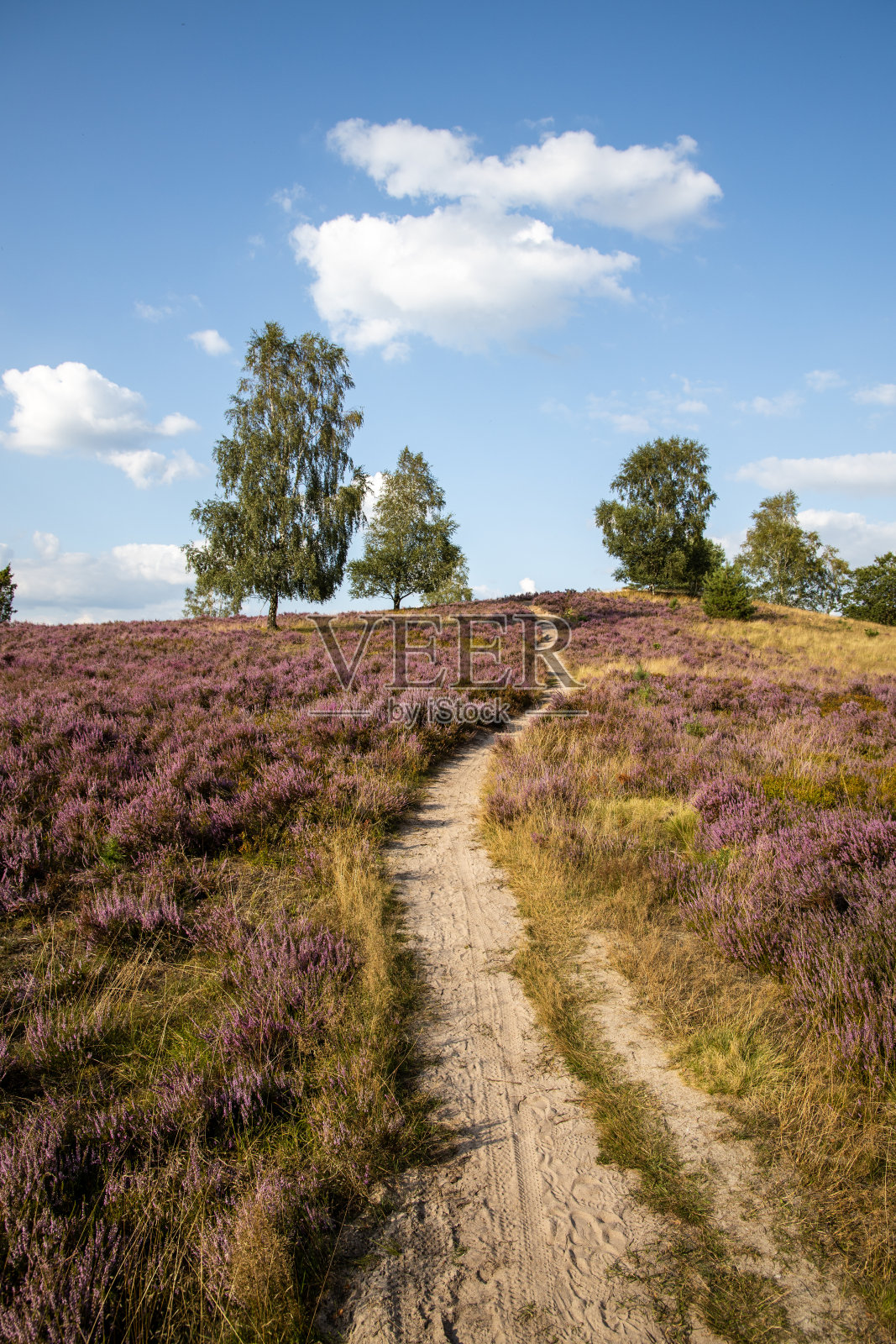 石南花照片摄影图片