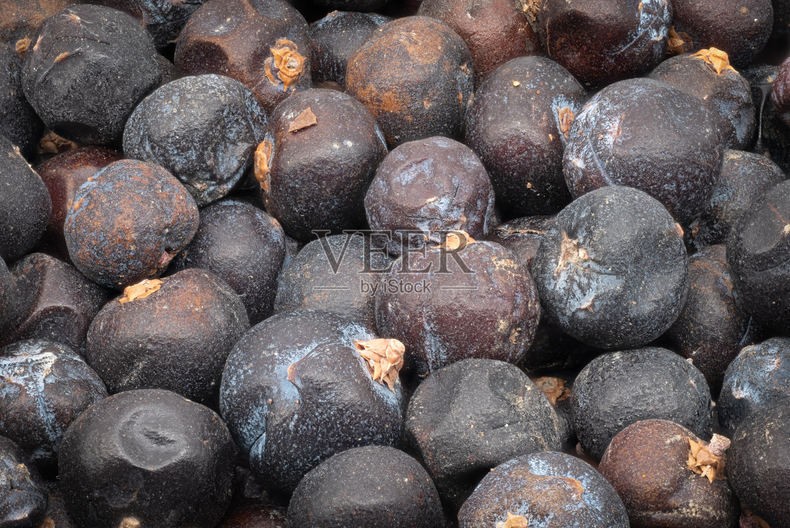 杜松子照片摄影图片