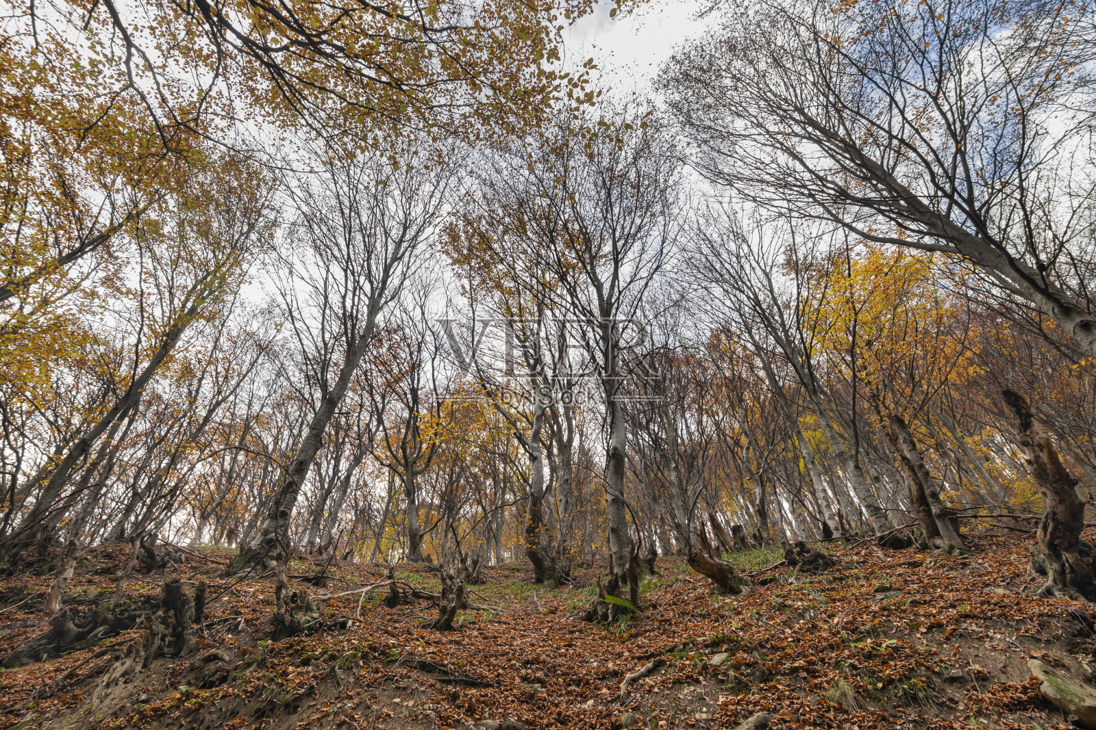 秋天美丽的森林景观照片摄影图片