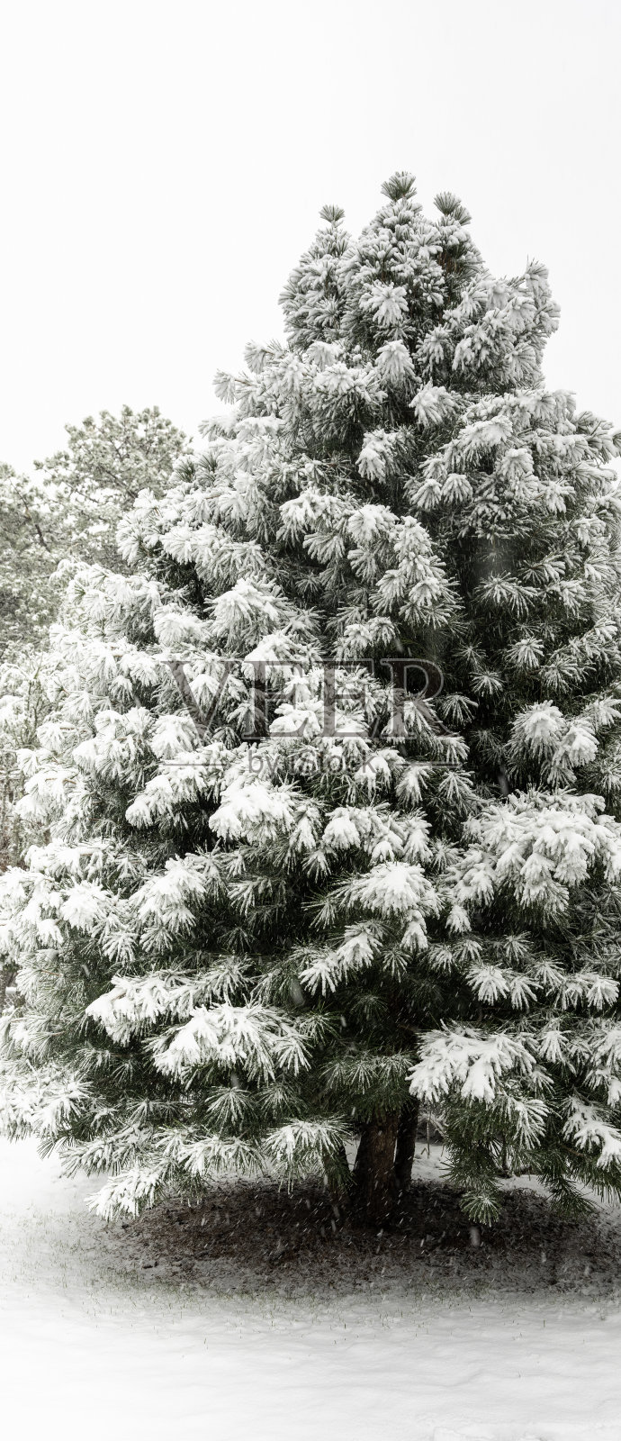 白雪覆盖着高大的松树照片摄影图片