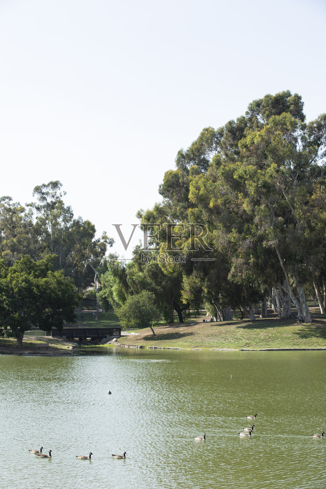 加利福尼亚州普拉森蒂亚照片摄影图片