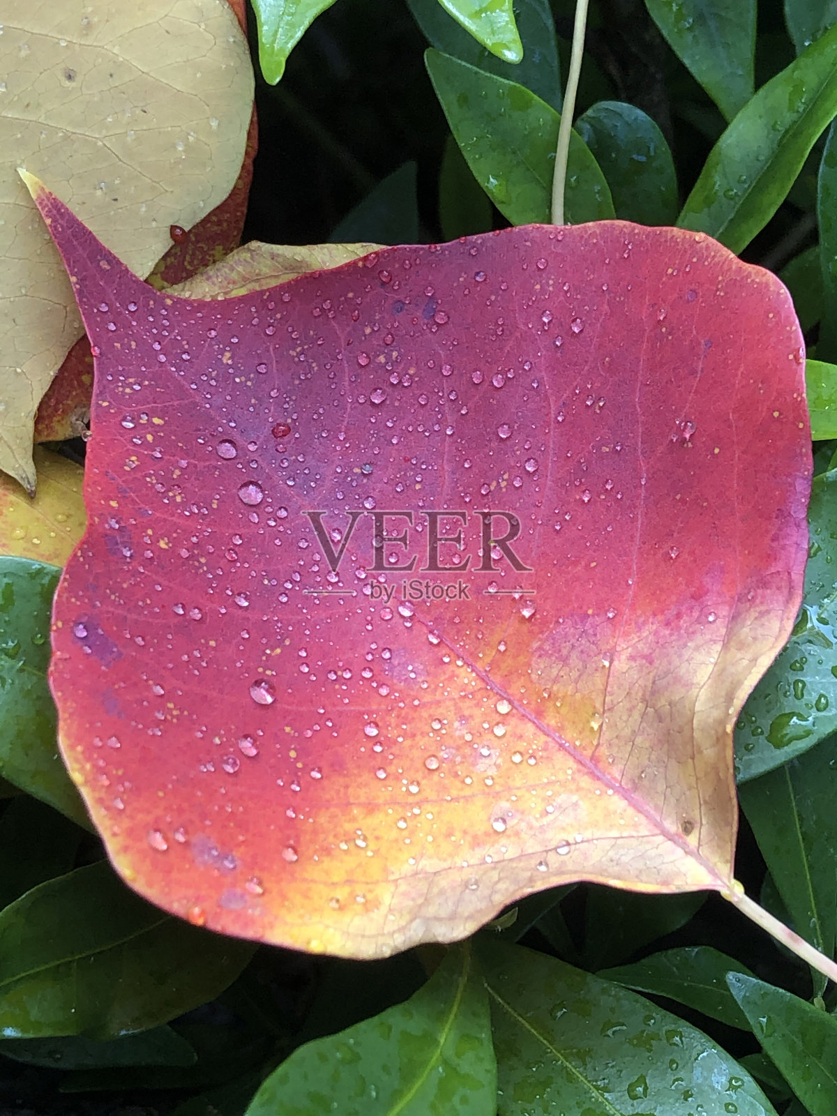 银杏叶子照片摄影图片