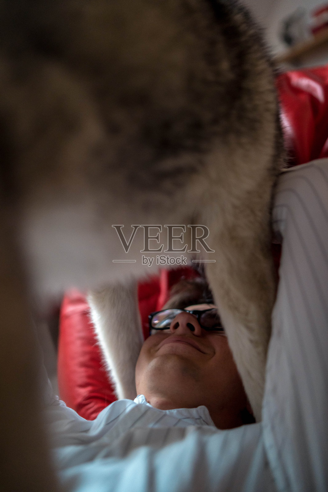 一个男人躺在地毯上和可爱的哈士奇玩耍照片摄影图片