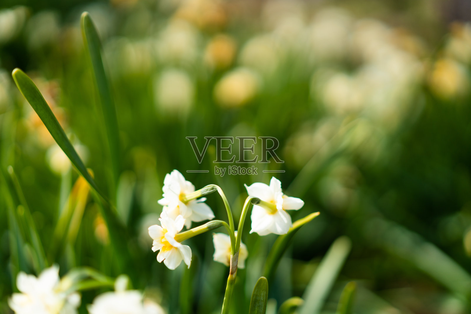 日本的自然风景照片摄影图片
