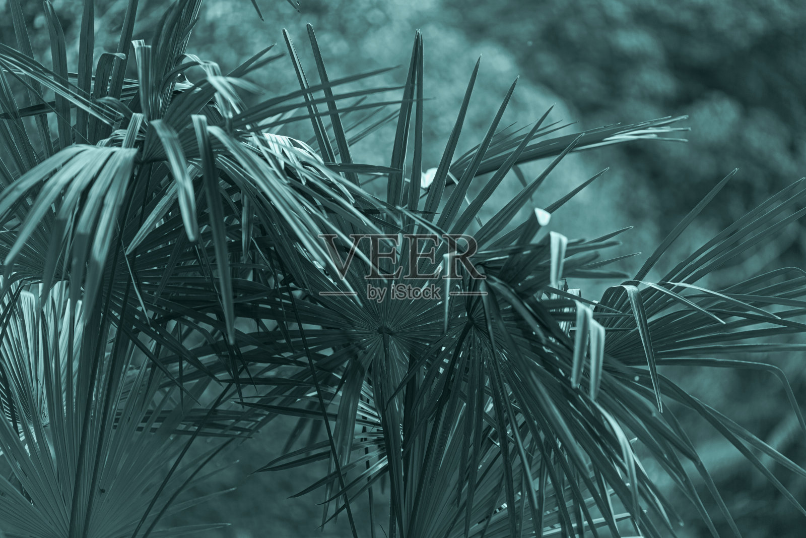 热带棕榈叶纹理,自然深绿色底色,潮绿色。模型与复制空间,横幅照片摄影图片