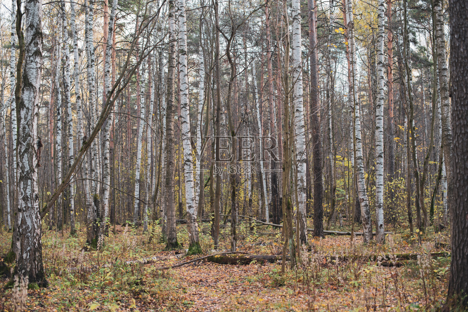秋天森林中的小径照片摄影图片