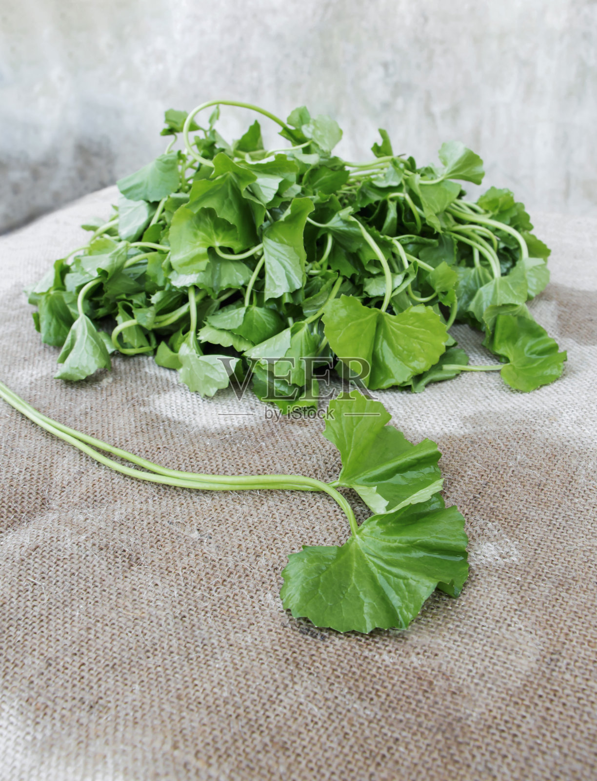 在粗麻布背景上科学地命名为积雪草的新鲜绿叶。医学和药草的健康理念。照片摄影图片