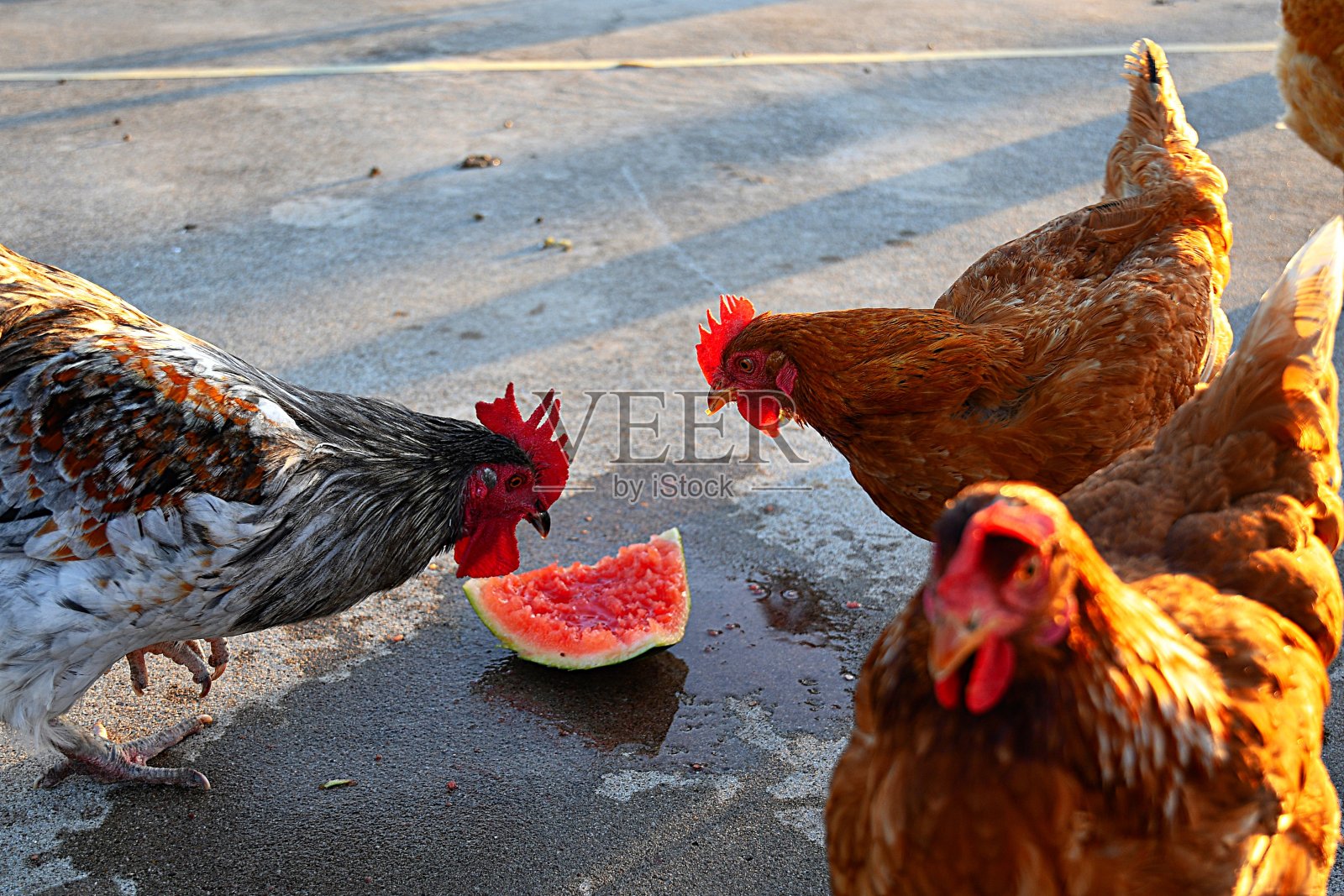 鸡的西瓜聚会照片摄影图片