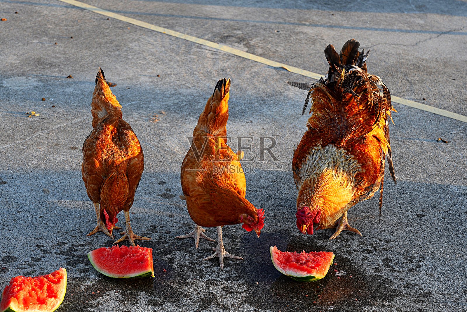 鸡的西瓜聚会照片摄影图片