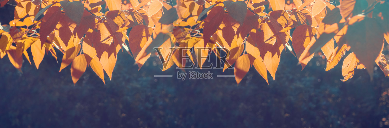 五彩缤纷的秋枝在凉爽的蓝天背景下,秋的概念已经到来。现代背景,壁纸或横幅设计照片摄影图片