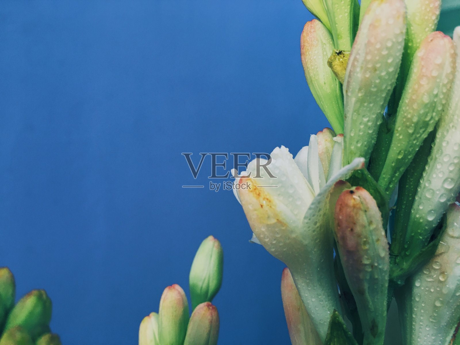 花照片摄影图片