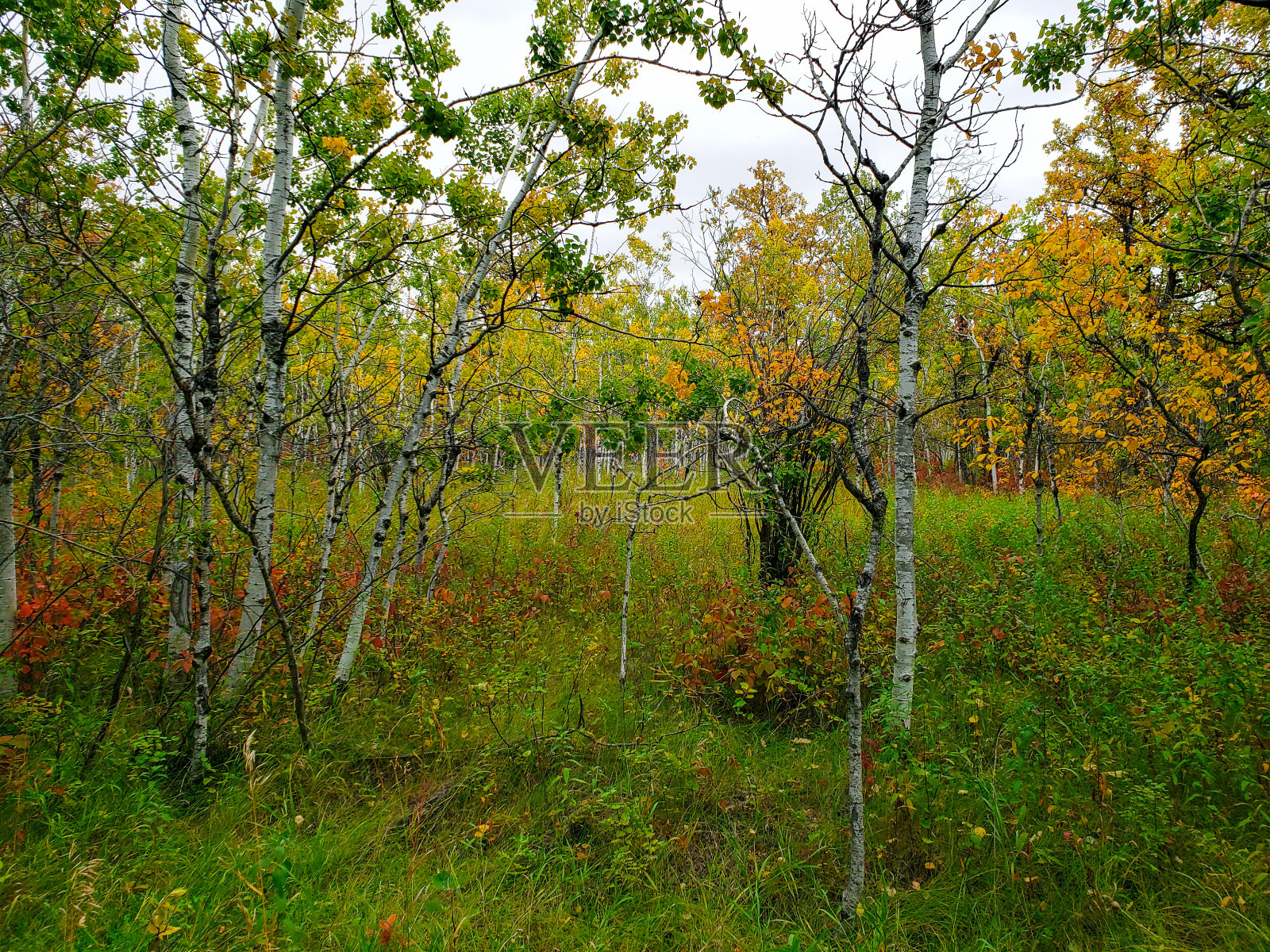加拿大马尼托巴省温尼伯的阿西尼伯恩森林宁静的秋天景象照片摄影图片