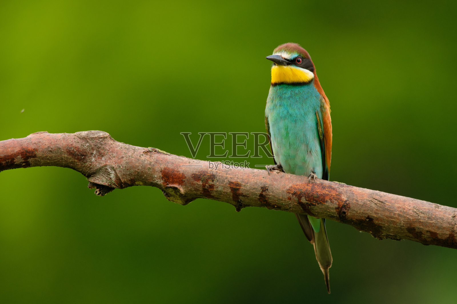 欧洲食蜂鸟-枝头蜂雀,异国情调的彩色候鸟照片摄影图片