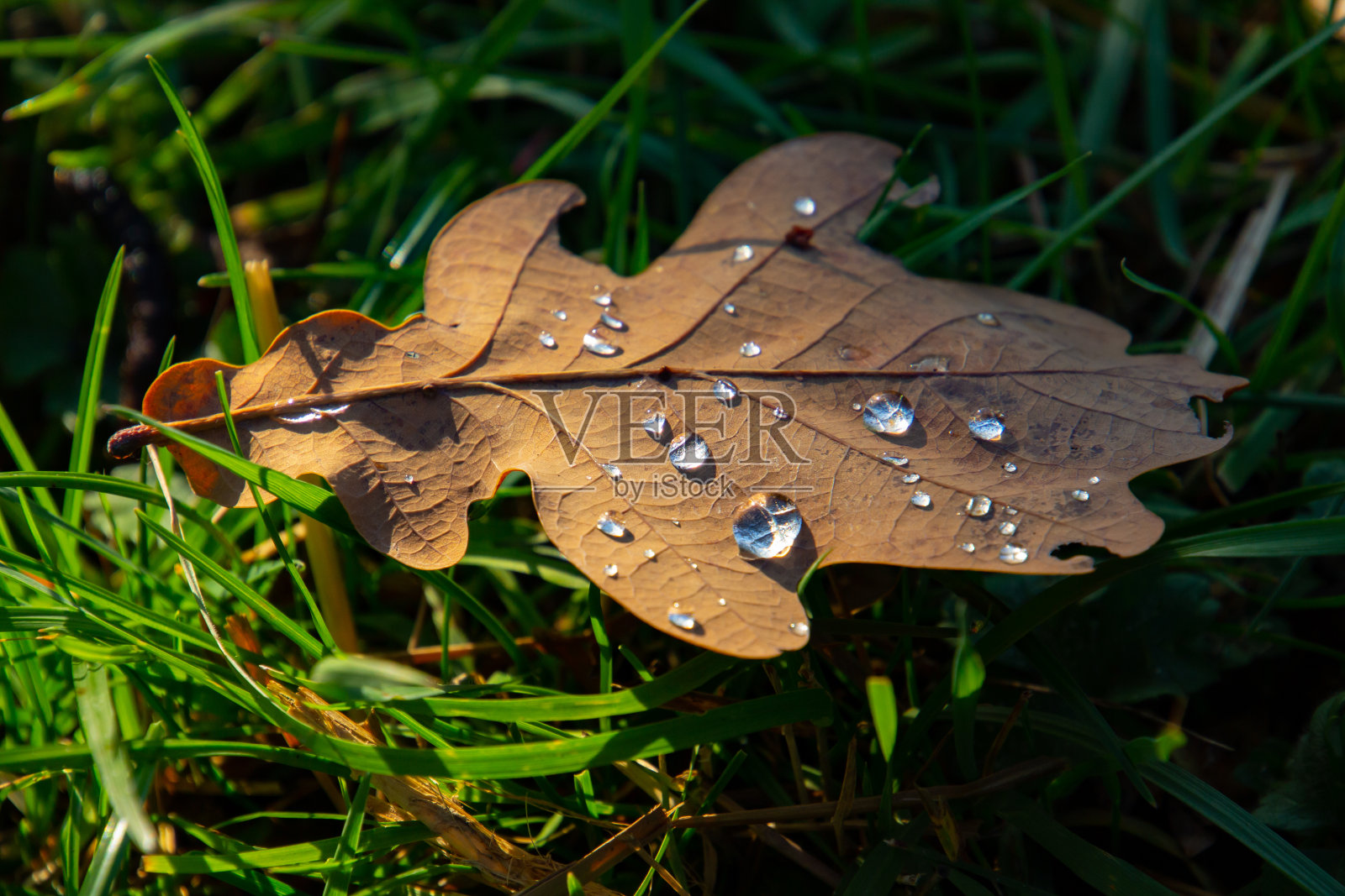 干燥的棕色橡树叶和水滴躺在草地上照片摄影图片