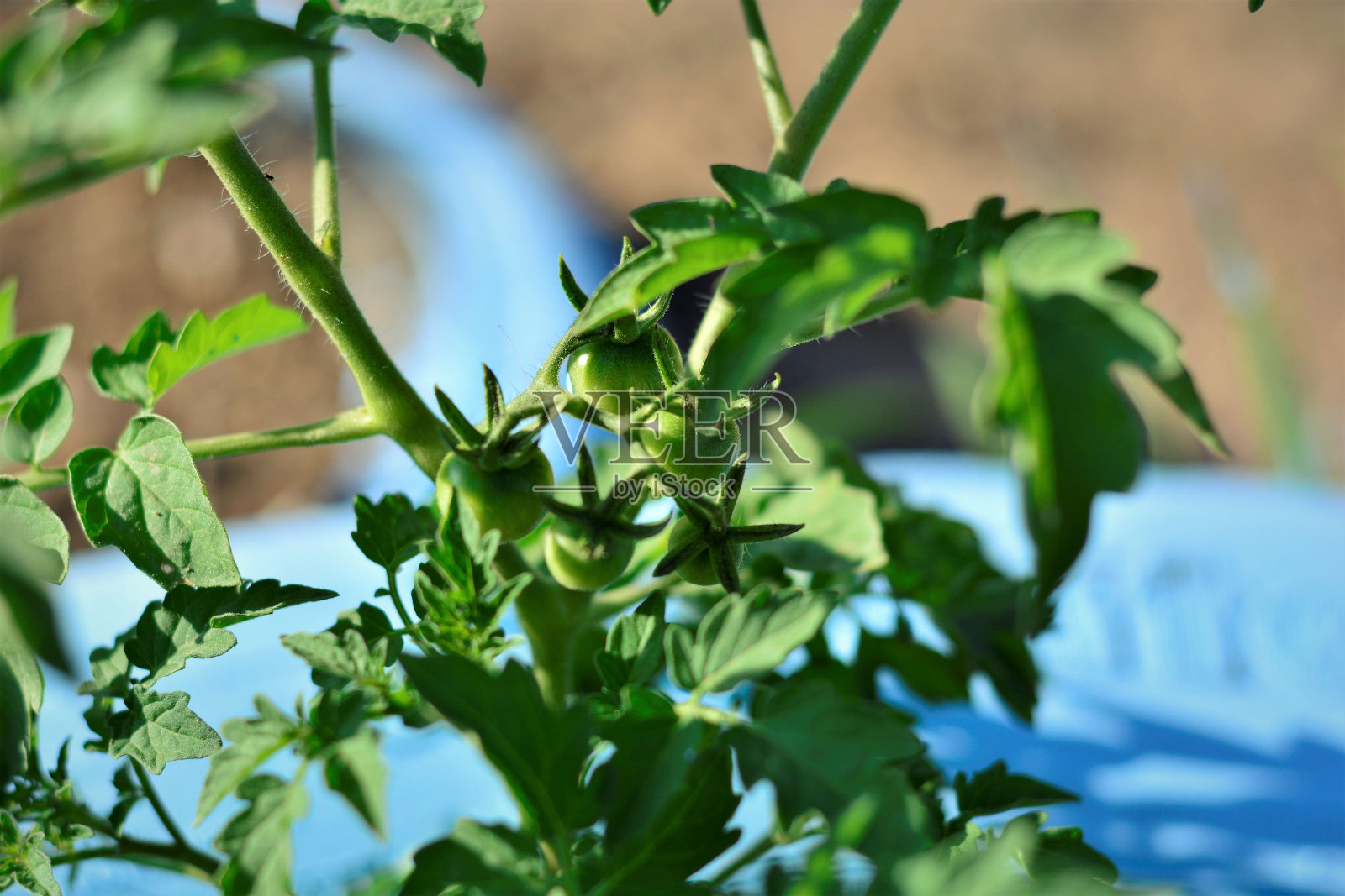 茄属植物照片摄影图片
