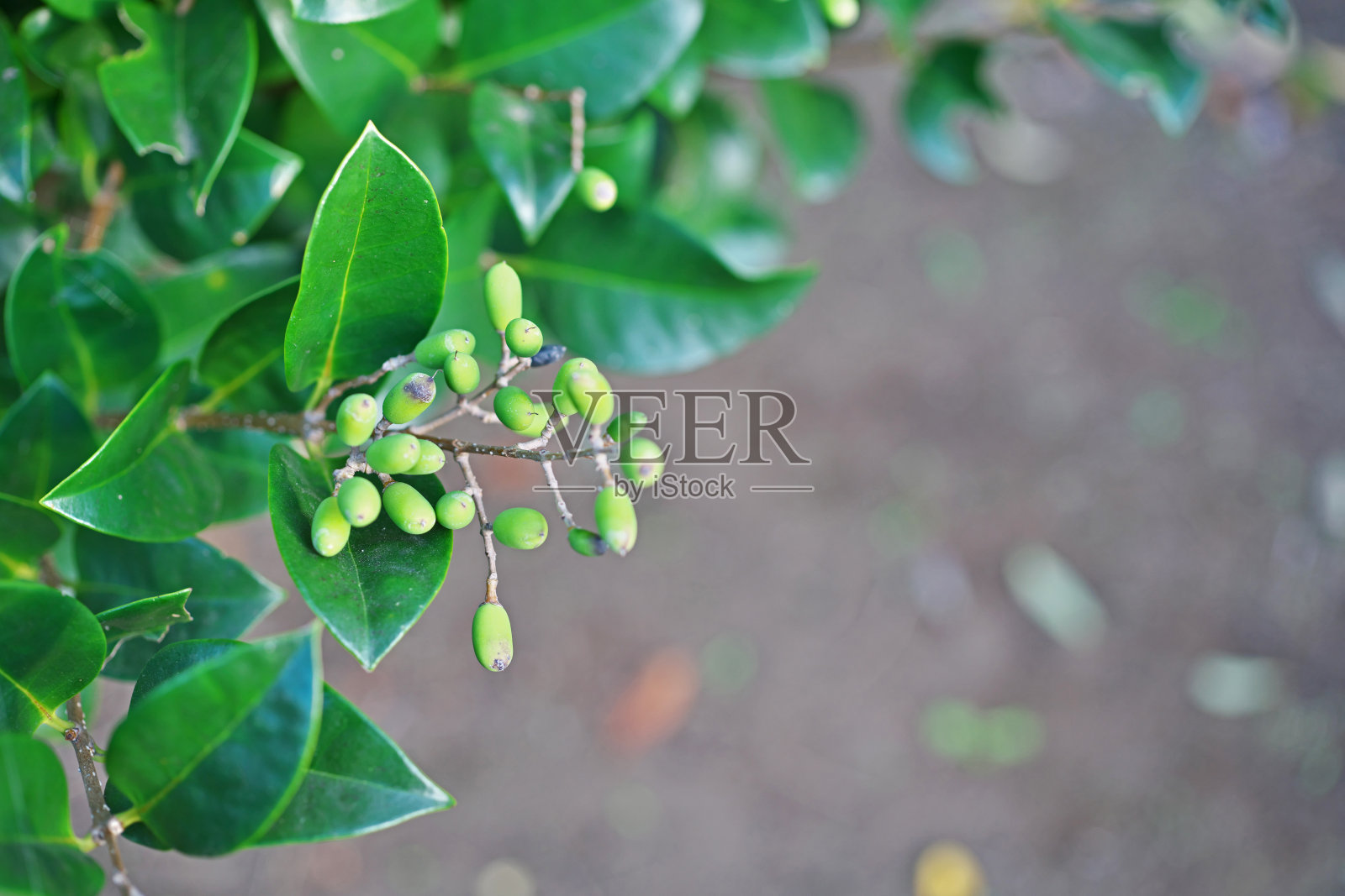 日本女贞照片摄影图片