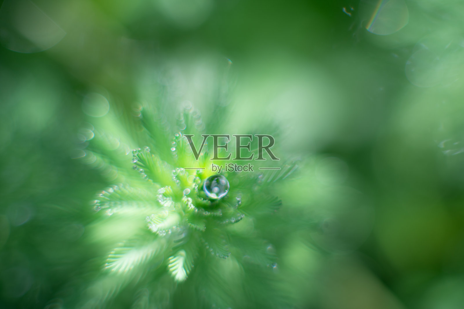 露水照片摄影图片