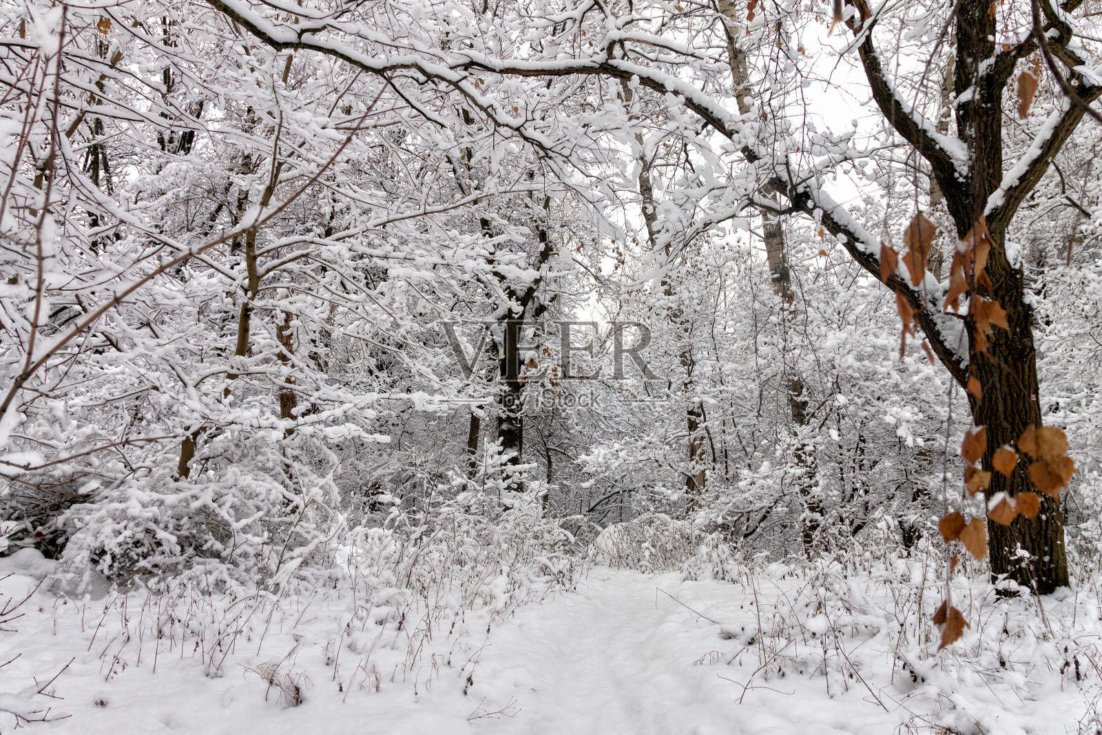 白雪覆盖的公园,森林。照片摄影图片