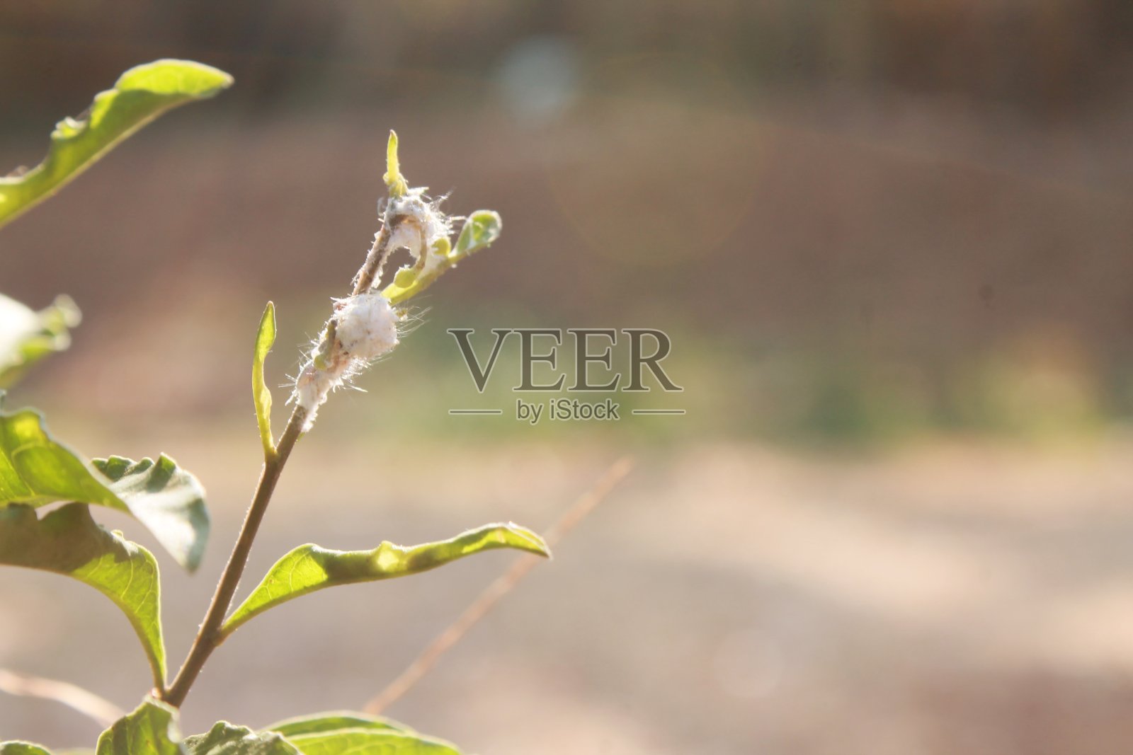 绿色的叶子照片摄影图片