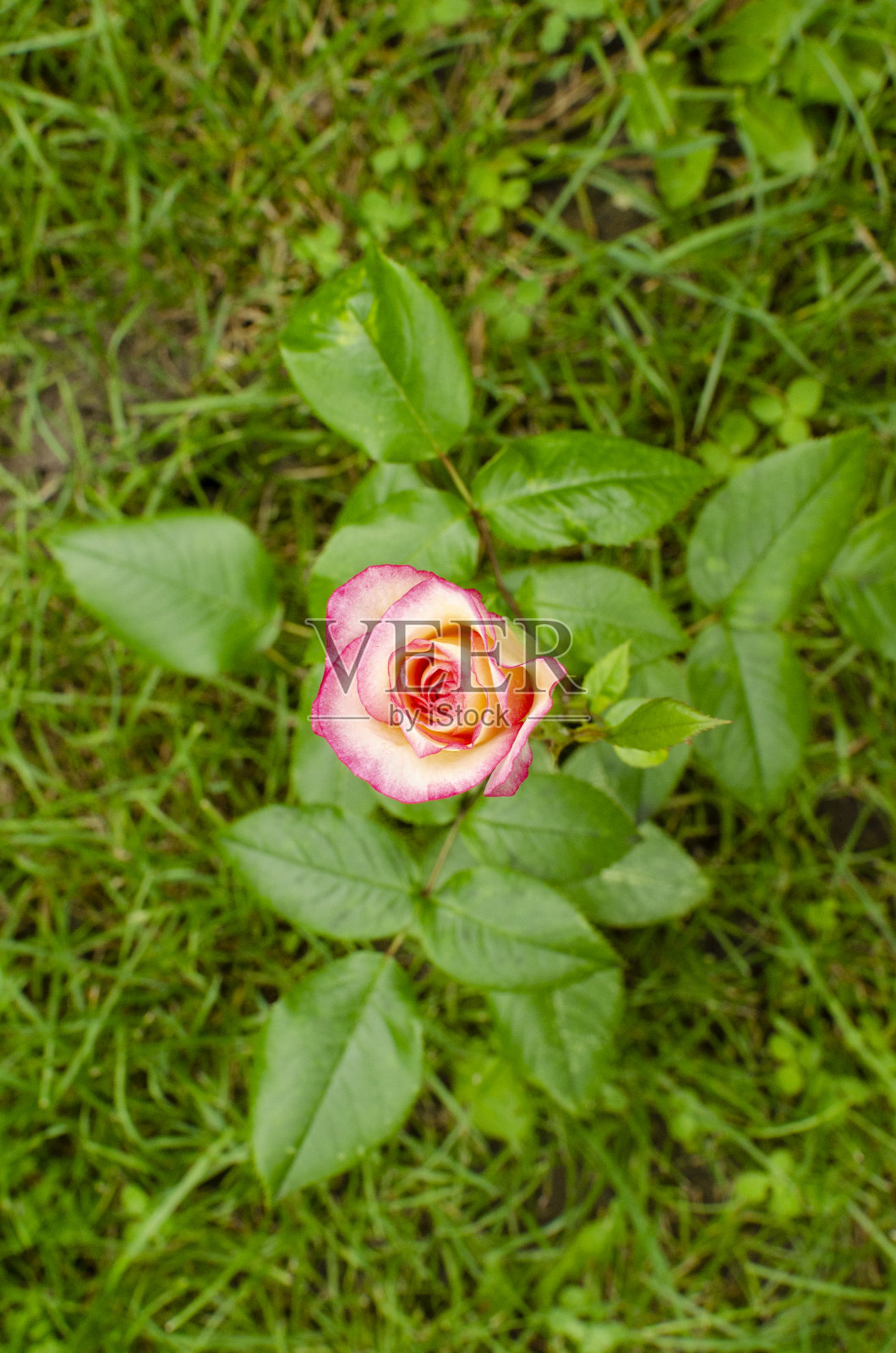 花园里美丽的玫瑰照片摄影图片