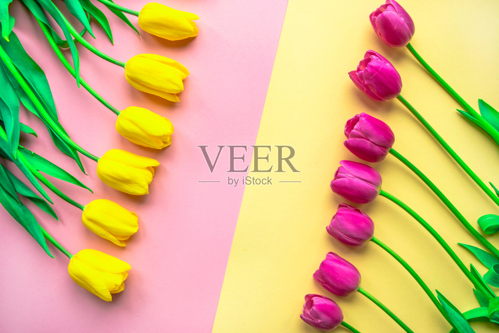 鲜嫩的郁金香花以淡粉色和黄色为背景。情人节、母亲节或妇女节贺卡。美丽的春天的概念。照片摄影图片