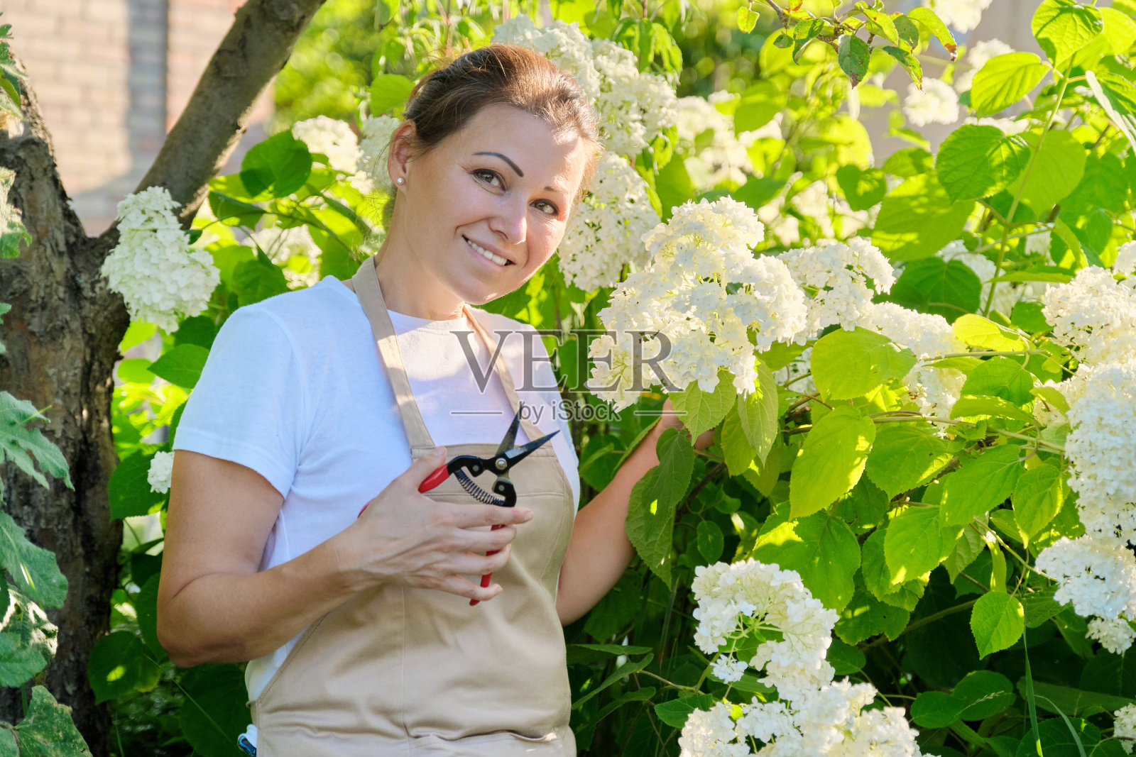 成熟微笑的女人在围裙与修枝在后院花园附近盛开的白色绣球花丛照片摄影图片