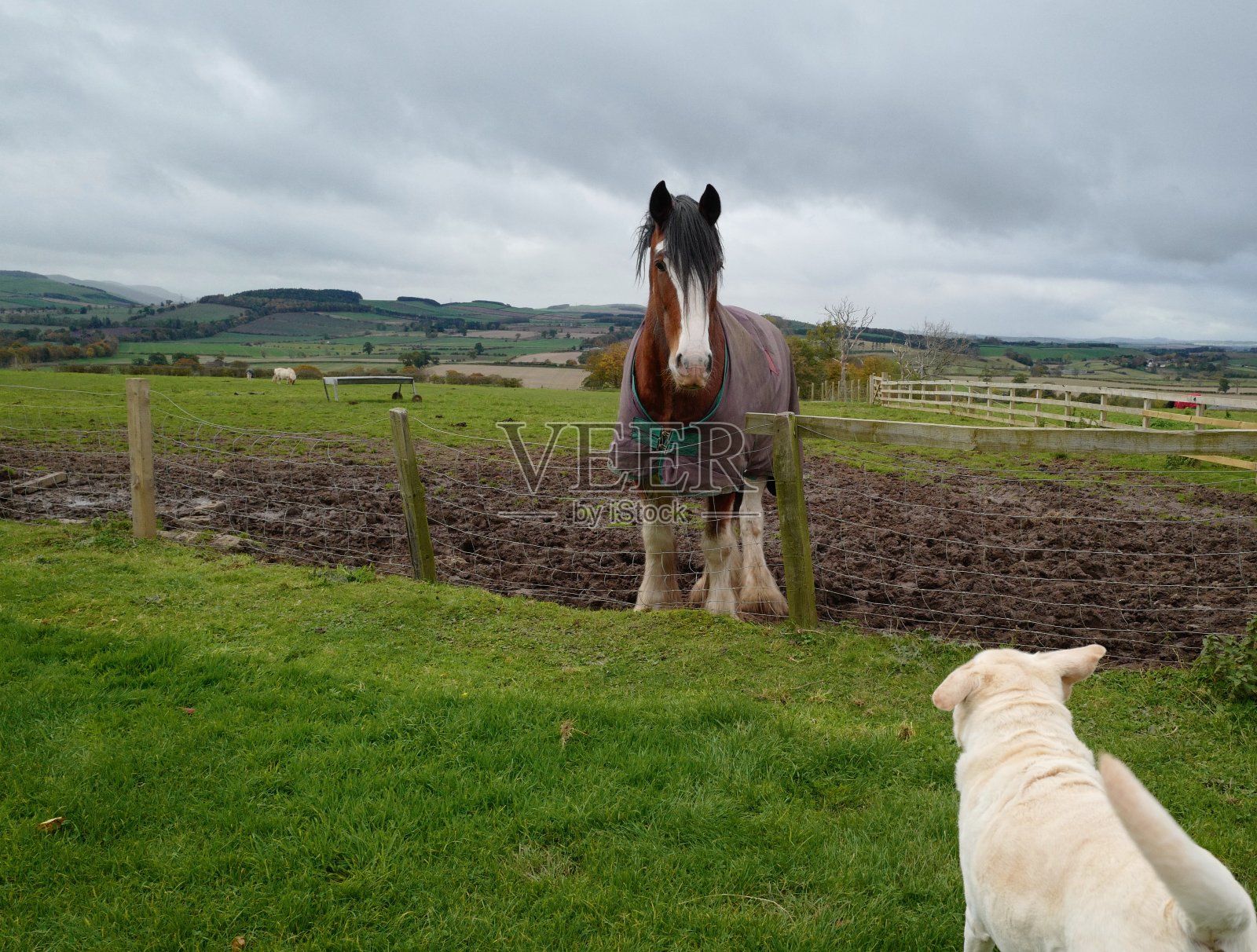 拉布拉多寻回犬和克莱兹代尔犬照片摄影图片