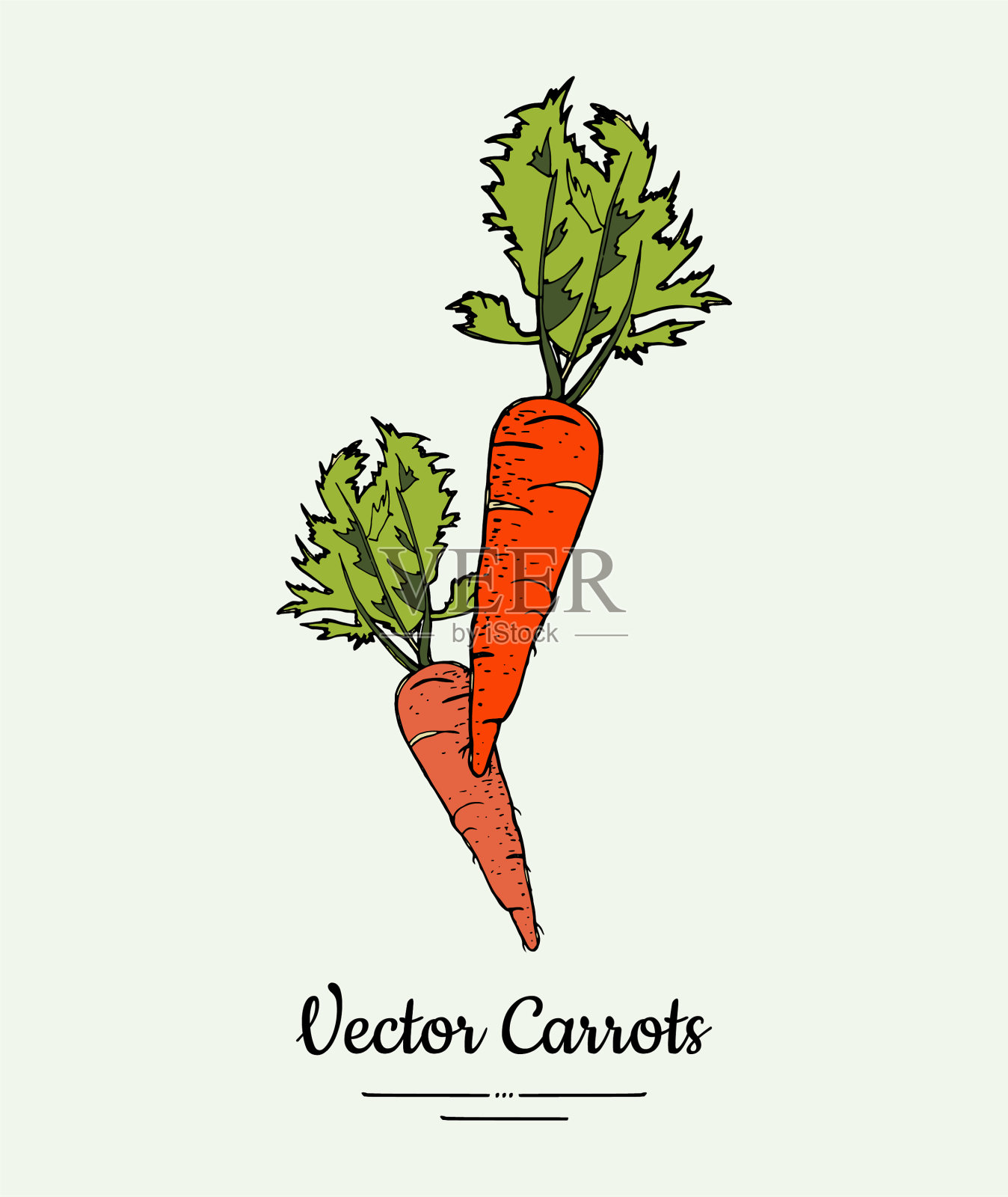 胡萝卜,蔬菜孤立,橙子整个插画图片素材