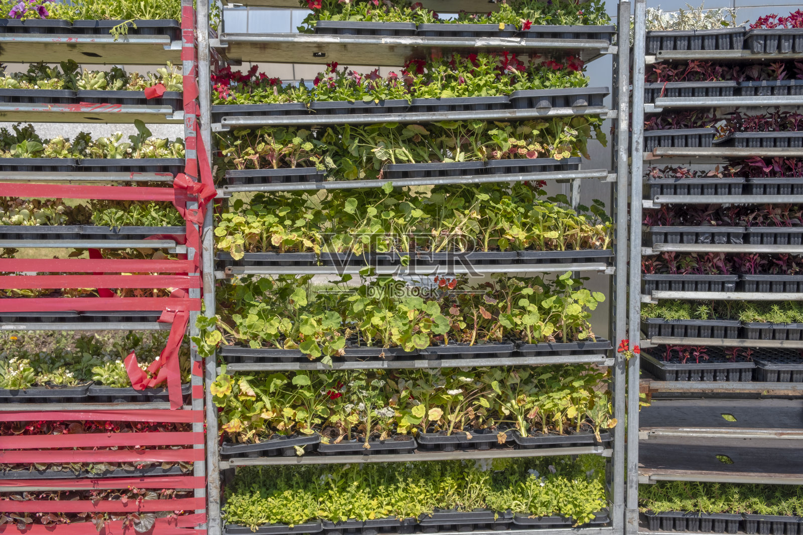 花盆里有很多幼苗。园艺。种植。照片摄影图片