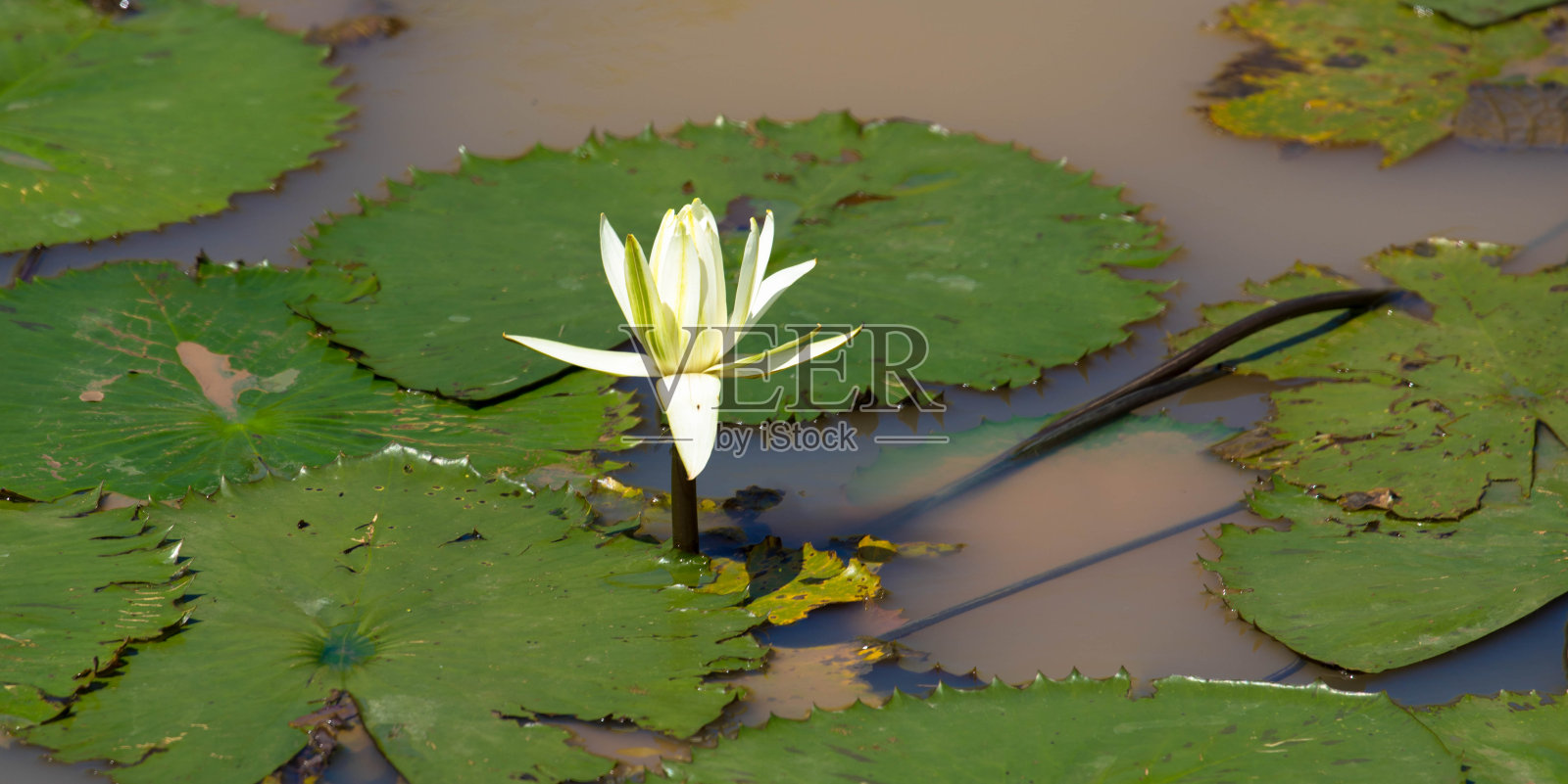 池塘里睡莲叶子上的白色睡莲照片摄影图片