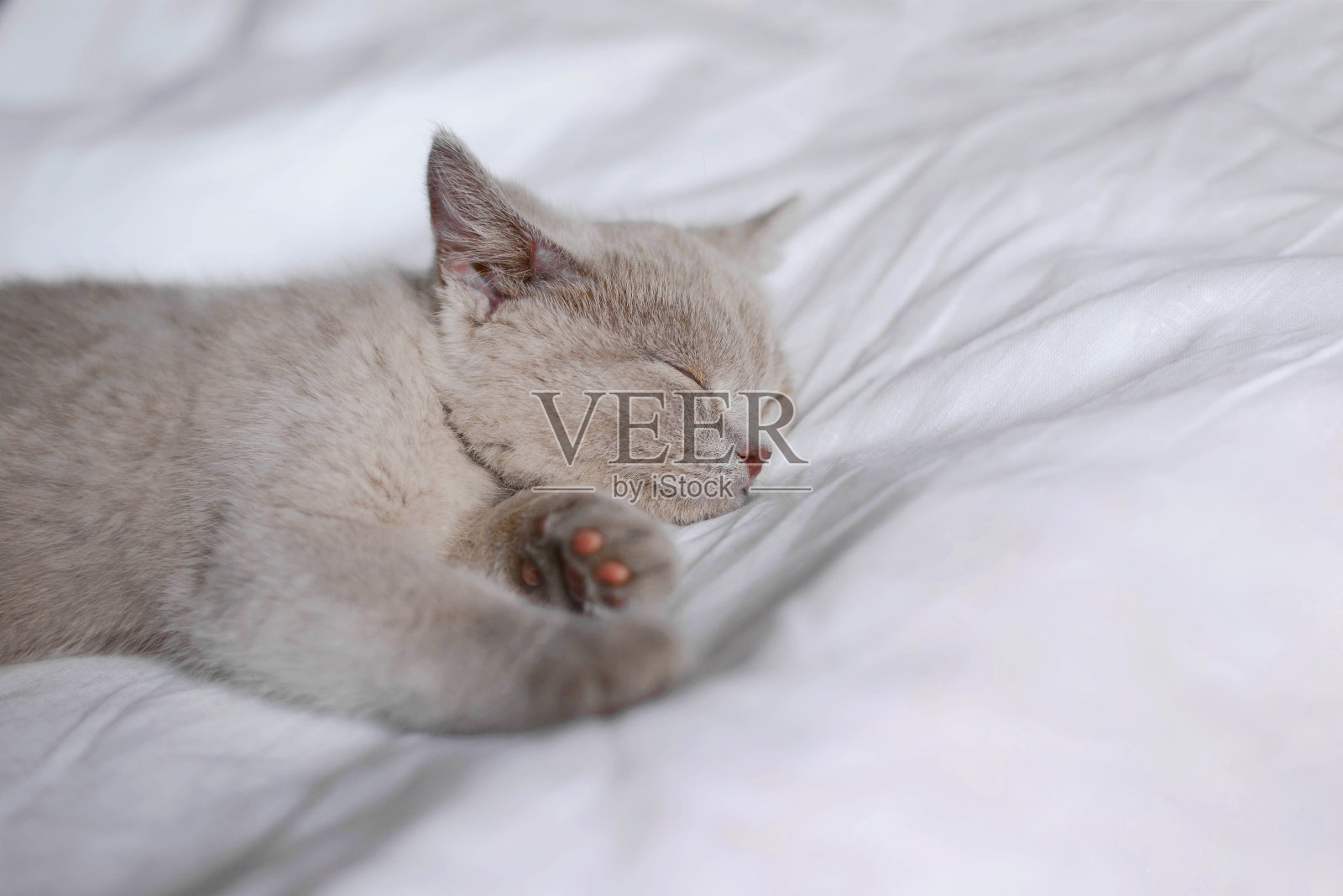 可爱的小猫从床上的毯子下面往外看照片摄影图片