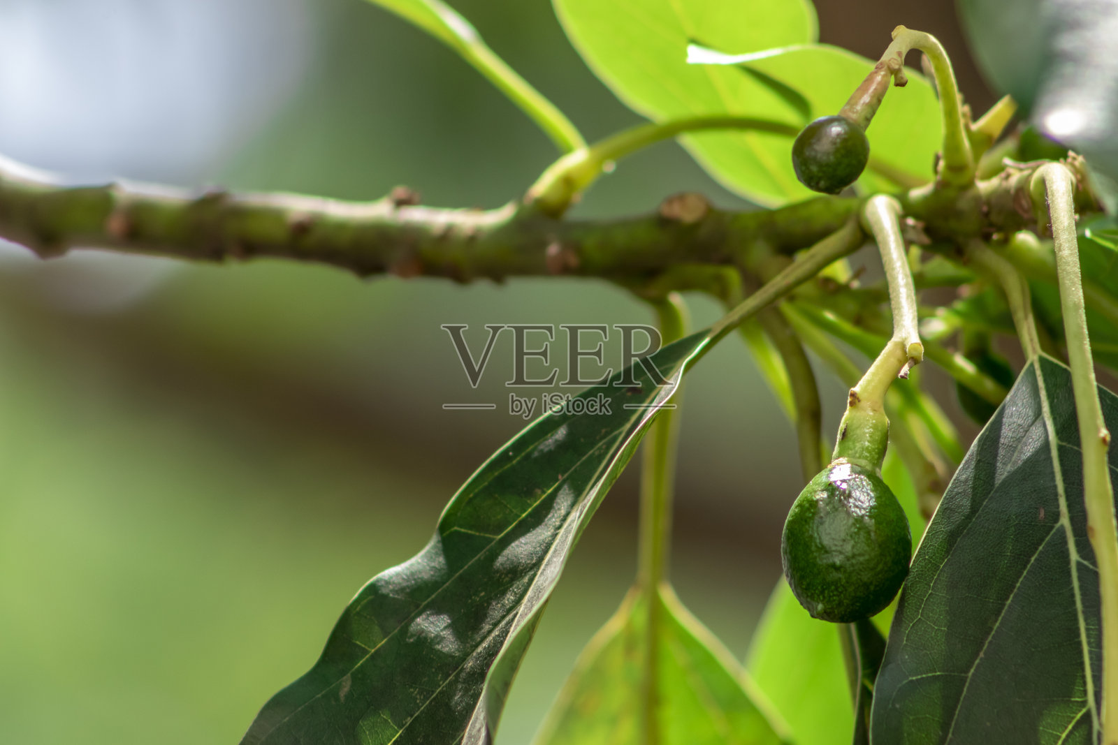 含苞待放的鳄梨树,树上的幼果,果座鳄梨树照片摄影图片
