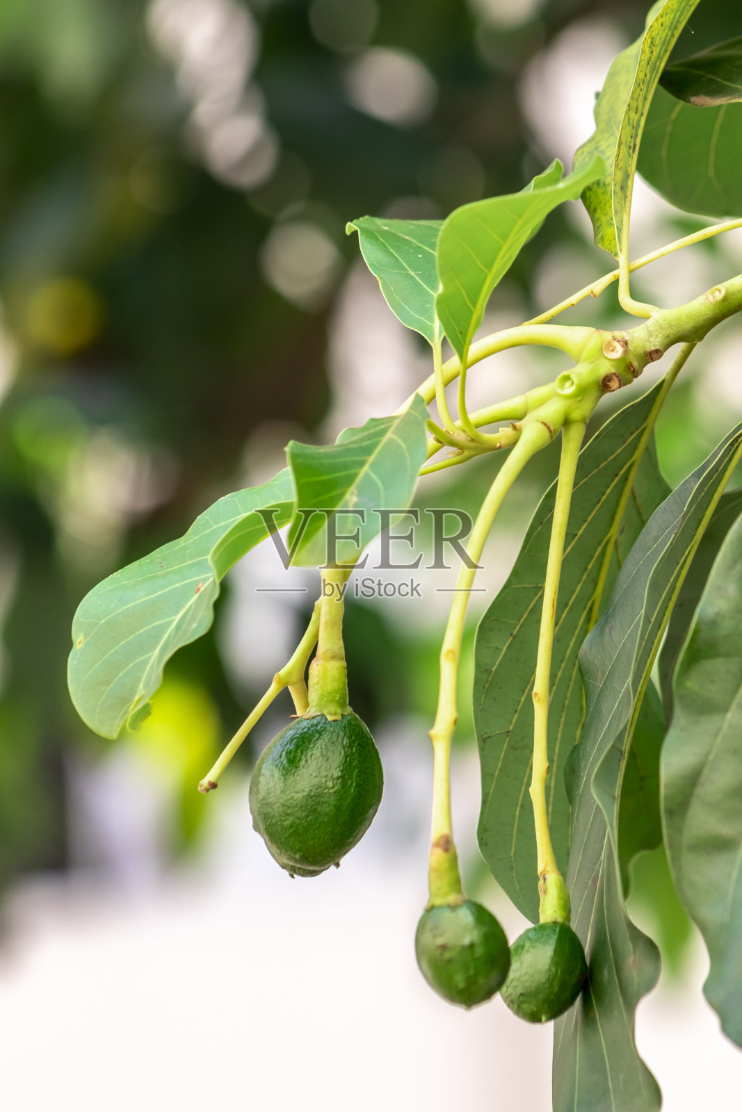 含苞待放的鳄梨树,树上的幼果,果座鳄梨树照片摄影图片