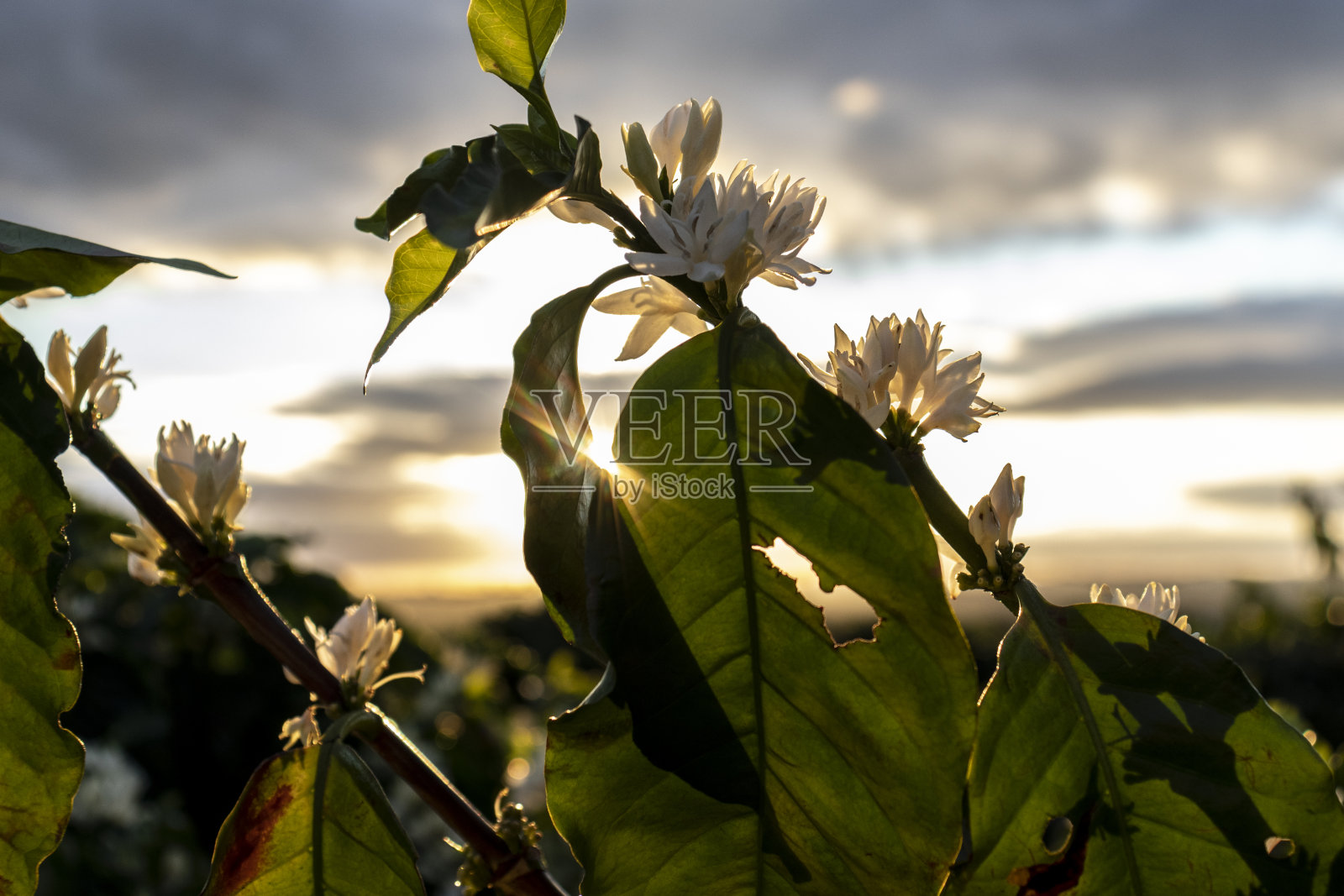 咖啡树开着白色的花照片摄影图片