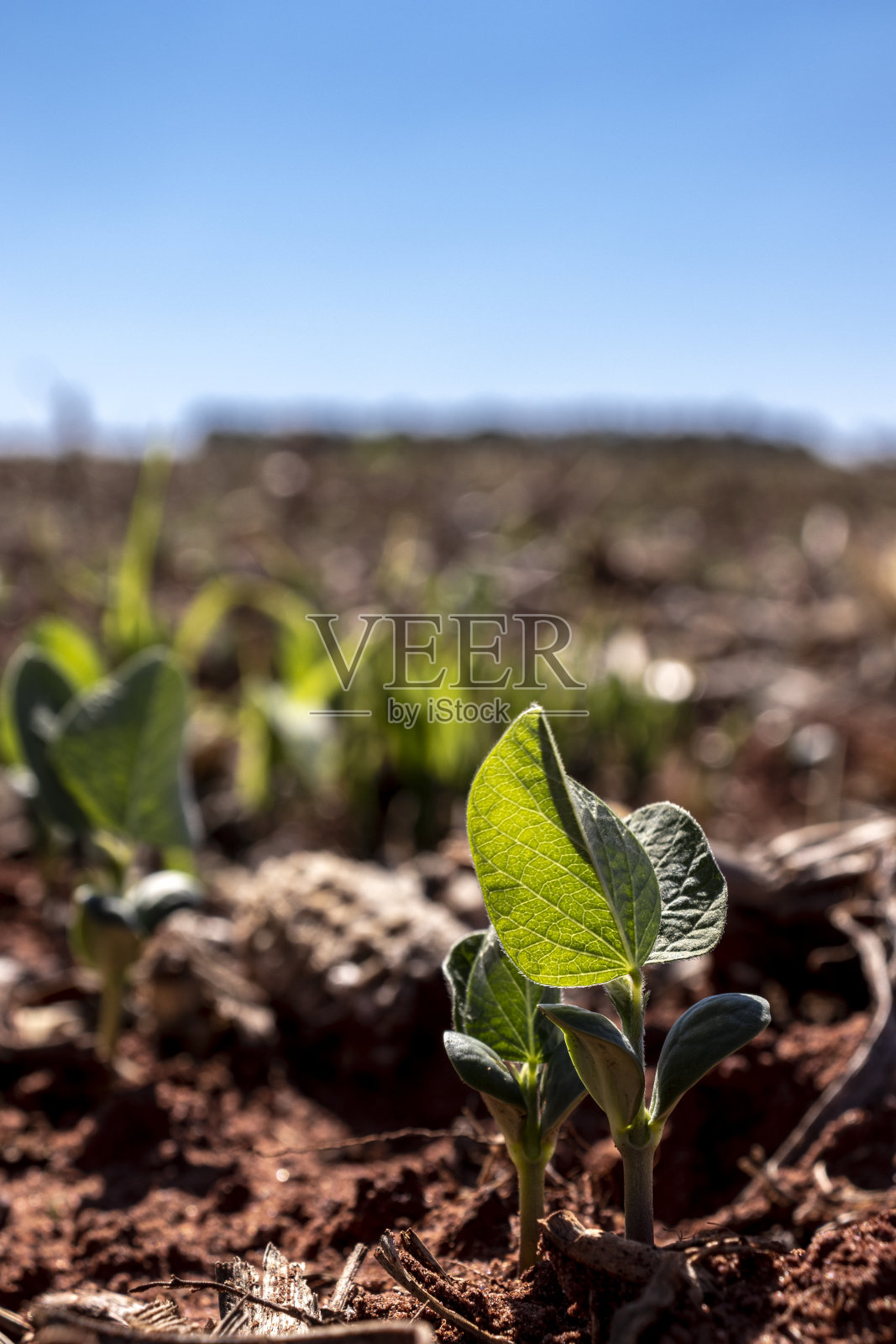 绿色大豆植物的叶片在耕作的田地照片摄影图片
