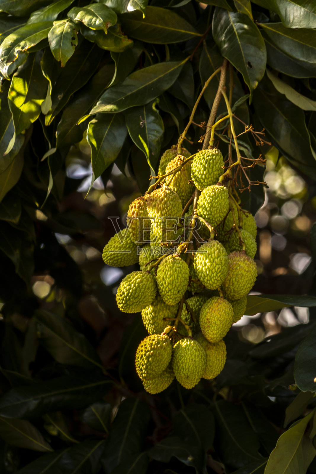 未成熟的绿色荔枝挂在荔枝树上照片摄影图片