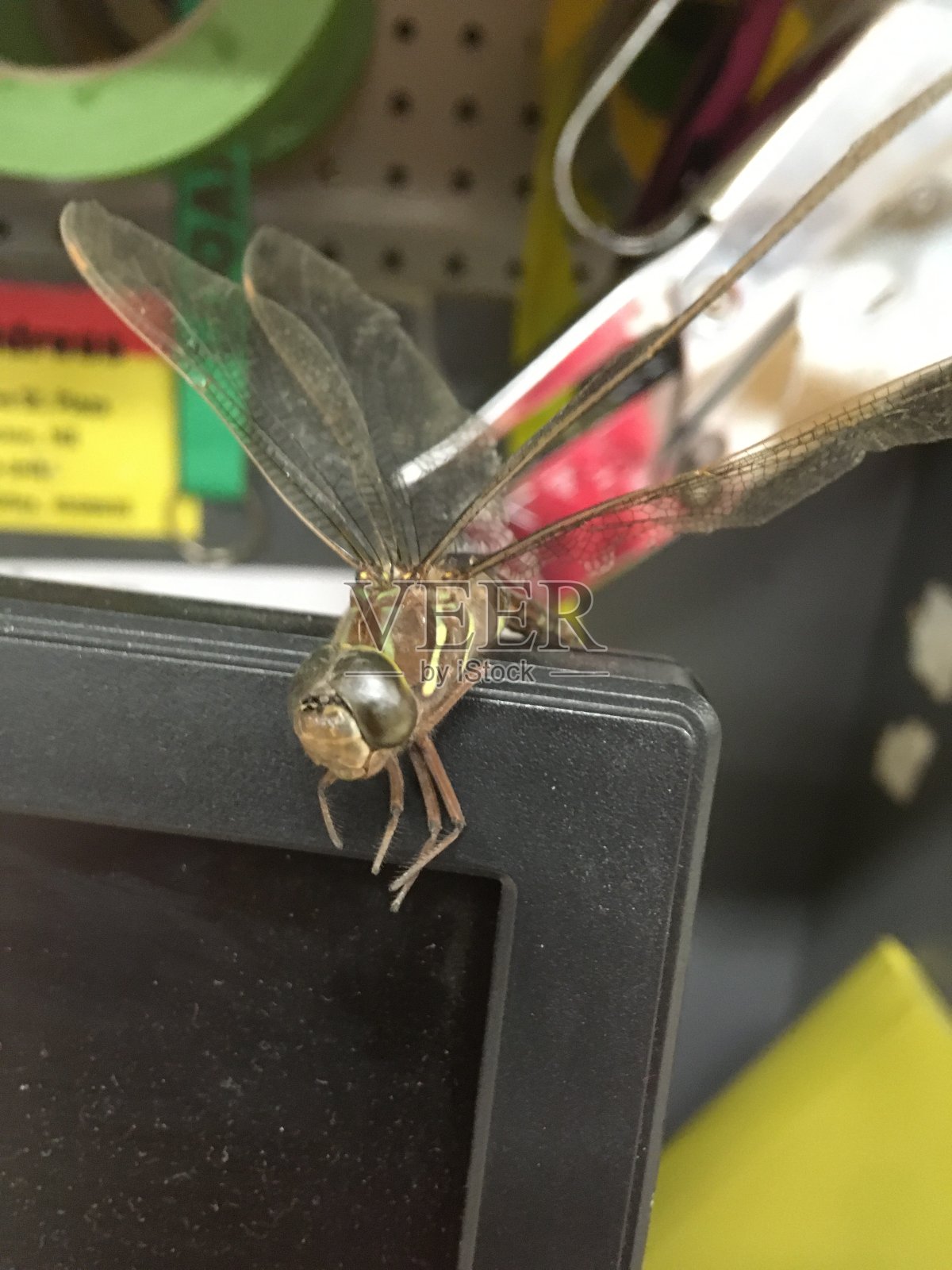 商店监视器上的蜻蜓。照片摄影图片