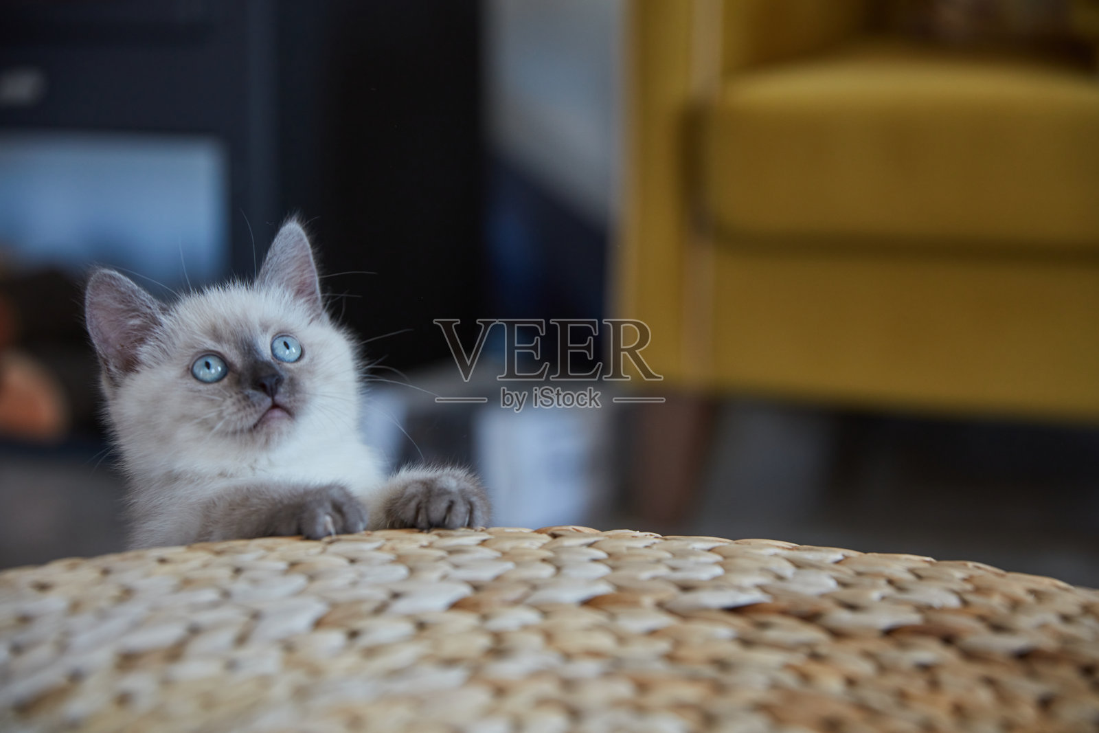 新生苏格兰短毛白色小猫照片摄影图片