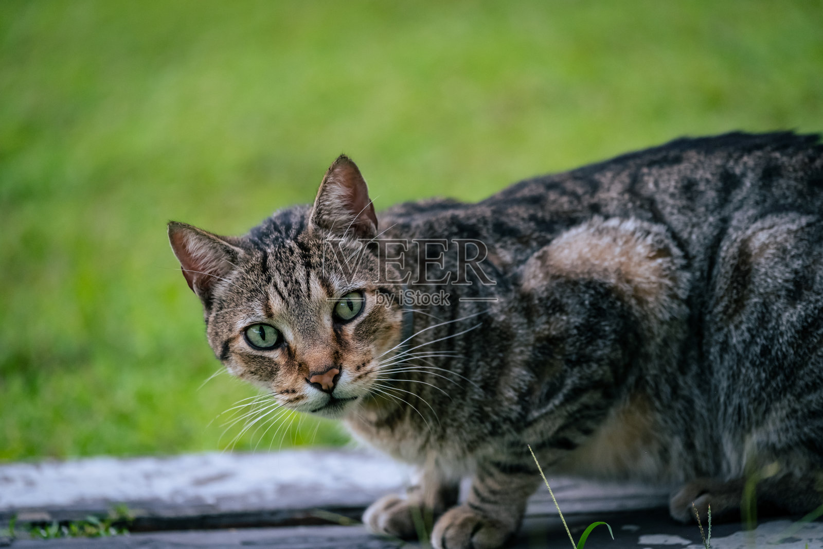 可爱的小猫在绿色的草地上休息。照片摄影图片