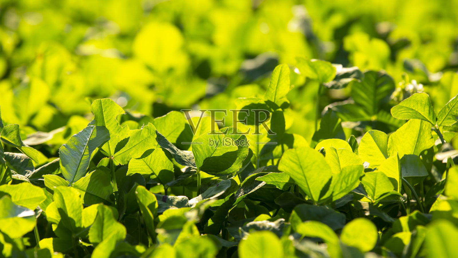 阳光下鲜亮的绿草。照片摄影图片