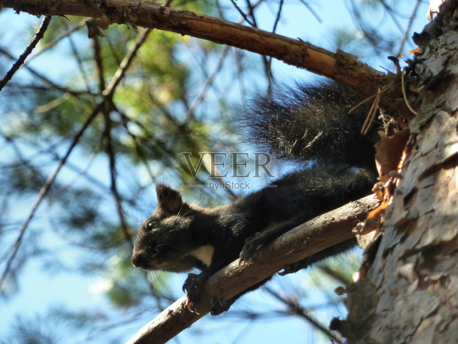 森林中的西伯利亚松鼠,在针叶树的树枝上照片摄影图片