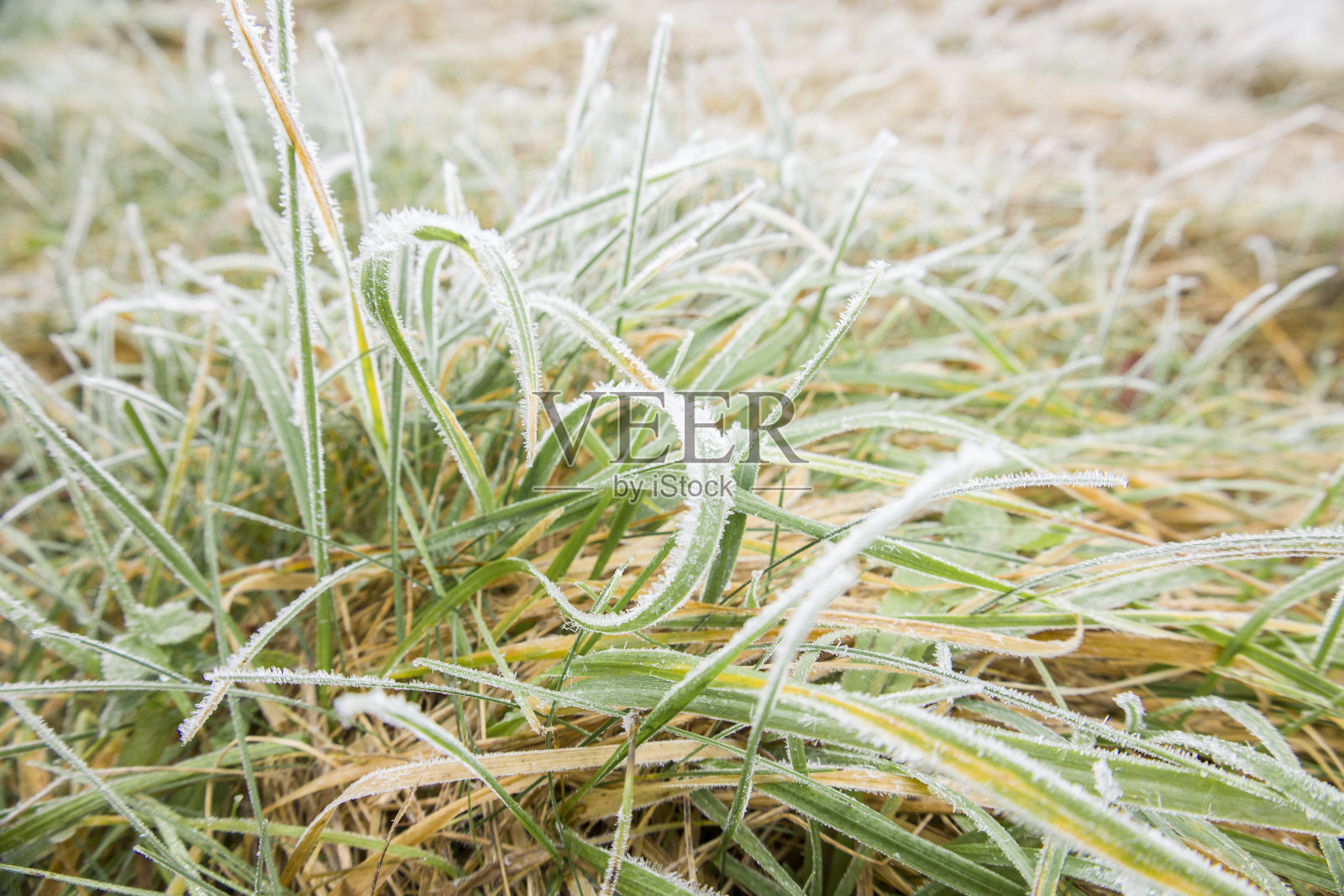 心形的草叶。冻结郁郁葱葱的绿草与冰晶在自然模糊的背景。特写,复制空间照片摄影图片
