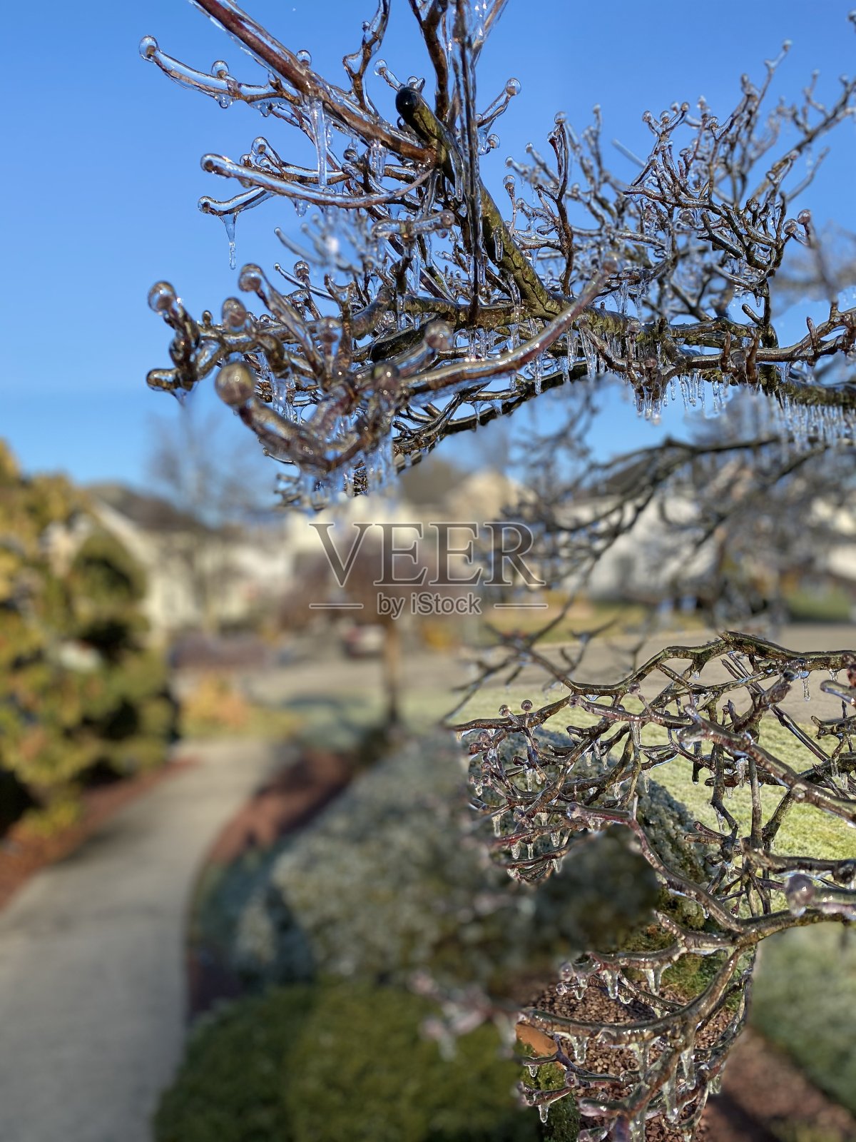 冰冷的早上照片摄影图片