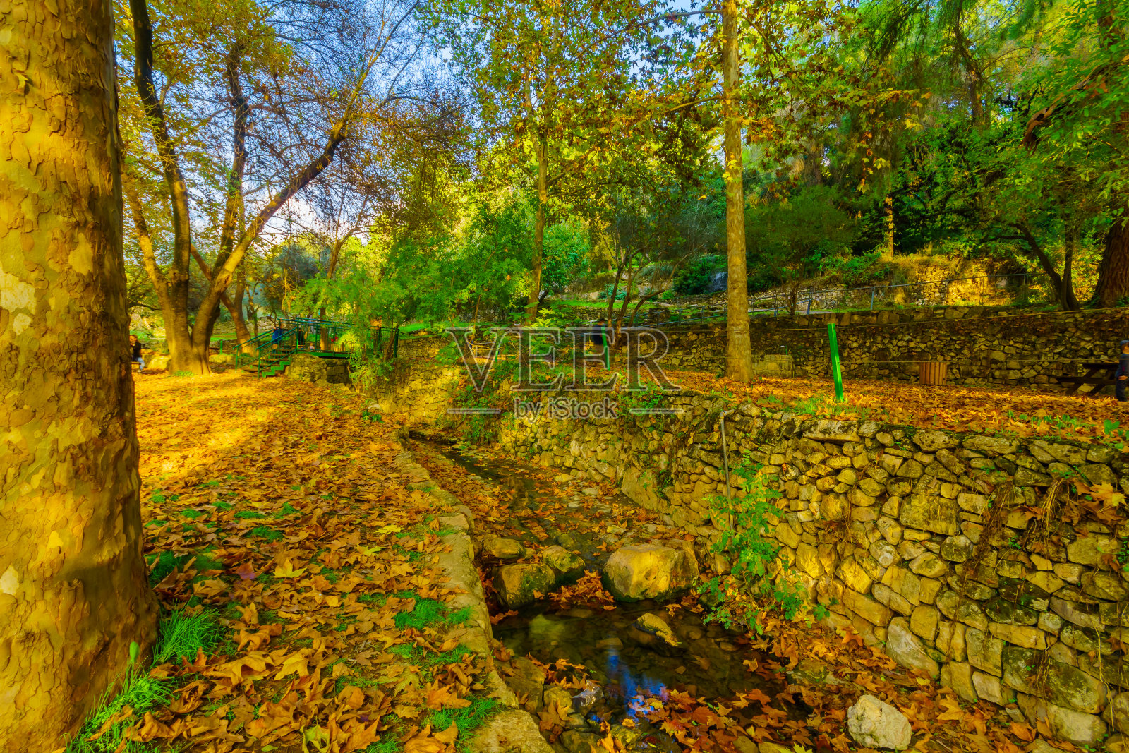 恩赫迈德国家公园中的树木、植被和凯萨隆溪流照片摄影图片