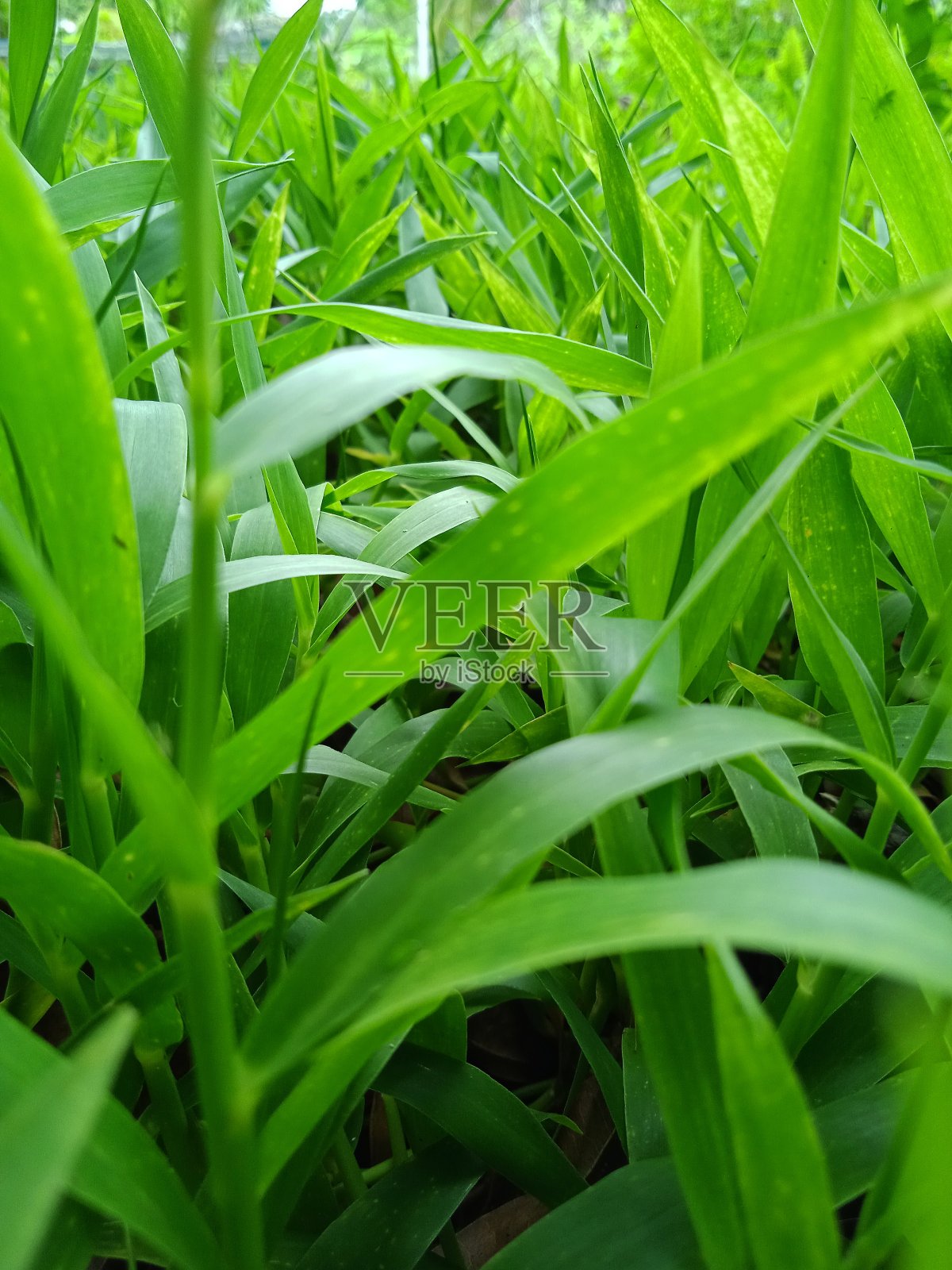 旁边的院子里有绿草照片摄影图片